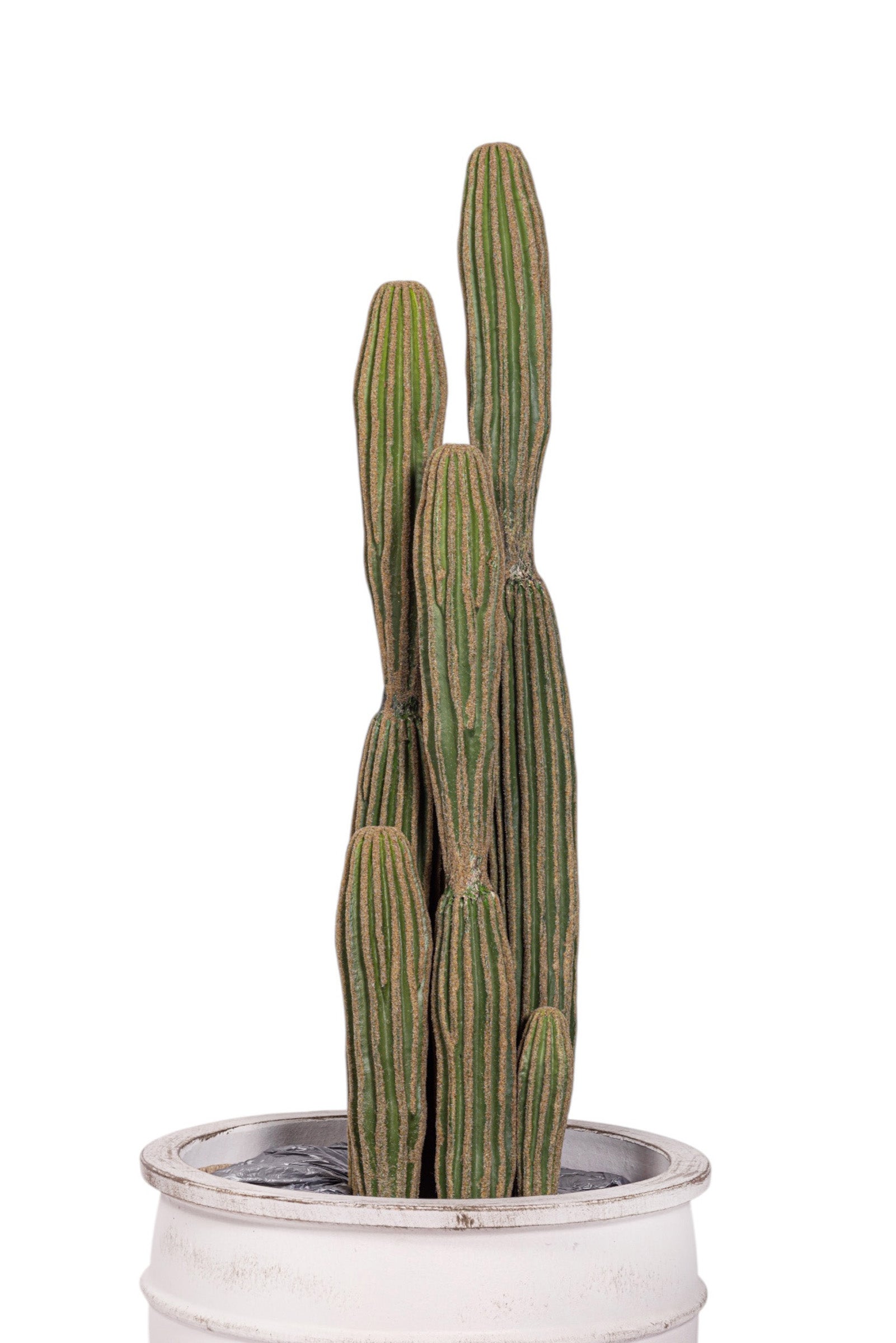 41" Cereus Cactus in White Terracotta Enzo Planter with .5-1" Gold Rock   PC1103CN1430MD