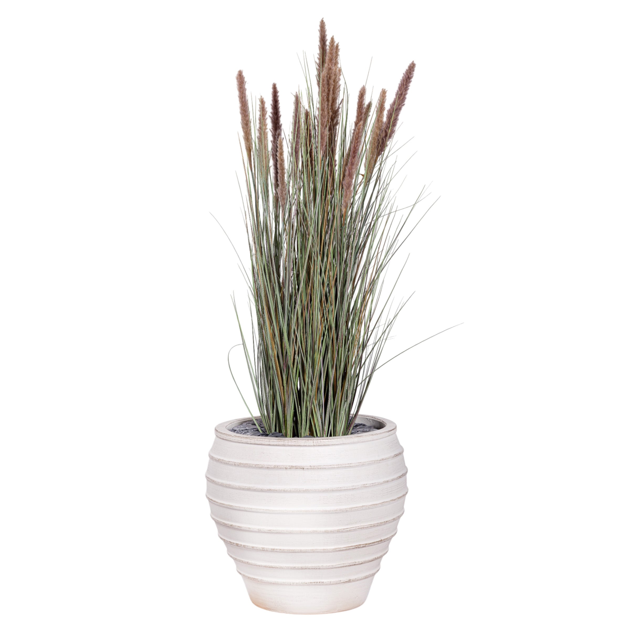 4.5 Foxtail Grass Plant in White Terracotta Roma Planter with .5-1" Gold Rock   PC1480CN1215LG