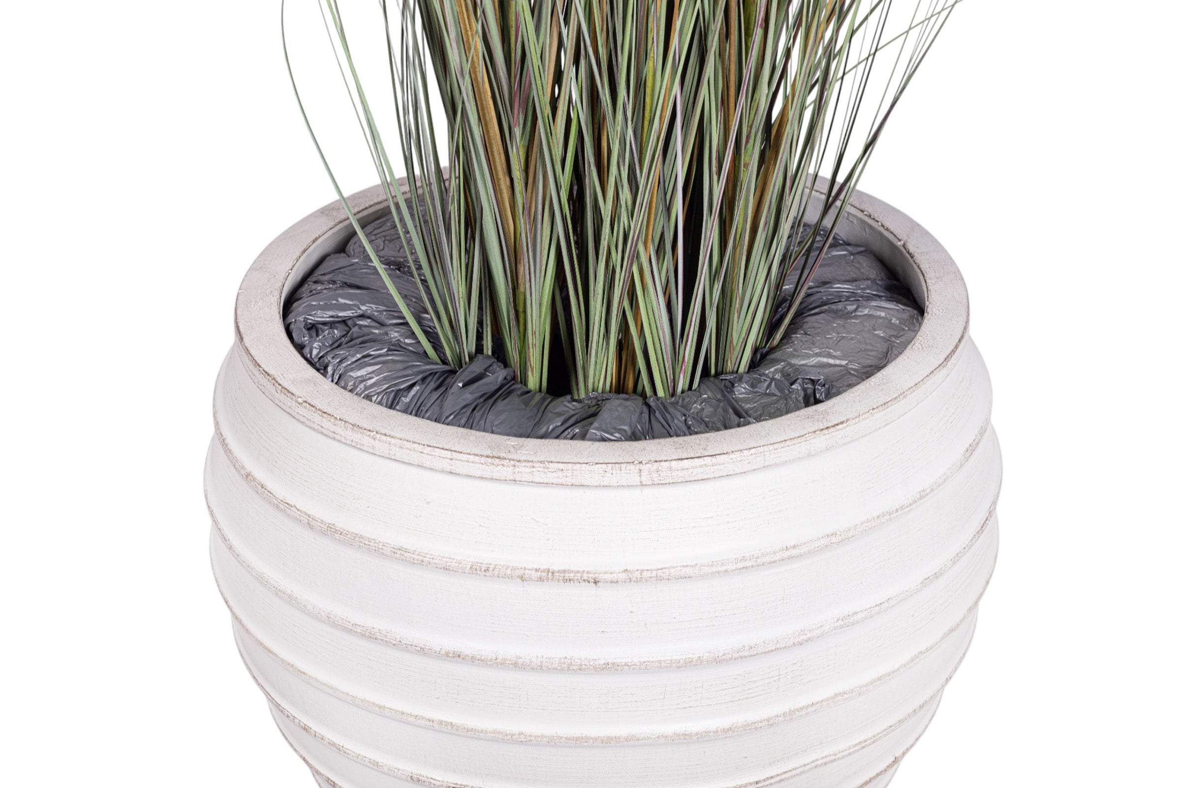 4.5 Foxtail Grass Plant in White Terracotta Roma Planter with .5-1" Gold Rock   PC1480CN1215LG