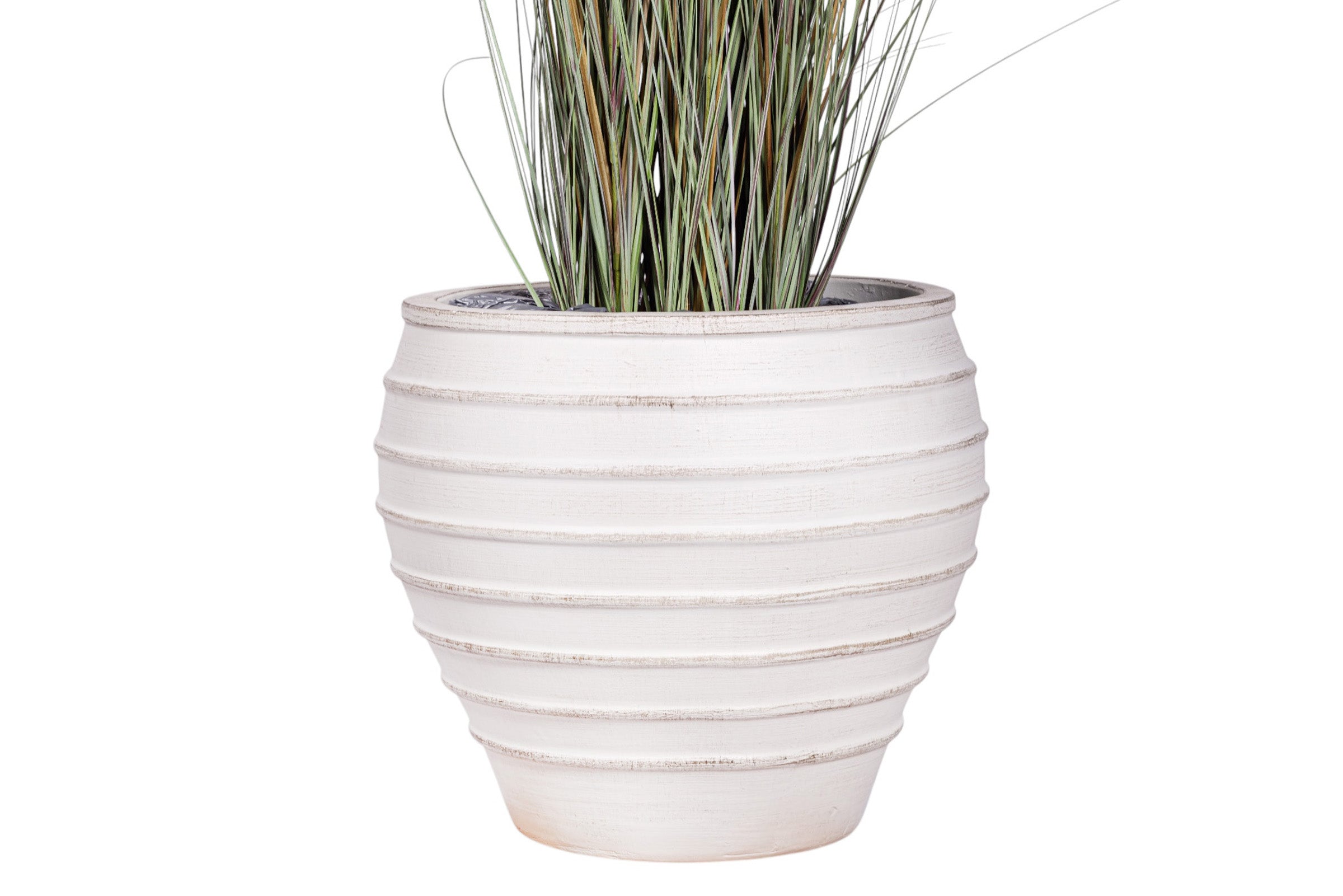 4.5 Foxtail Grass Plant in White Terracotta Roma Planter with .5-1" Gold Rock   PC1480CN1215LG