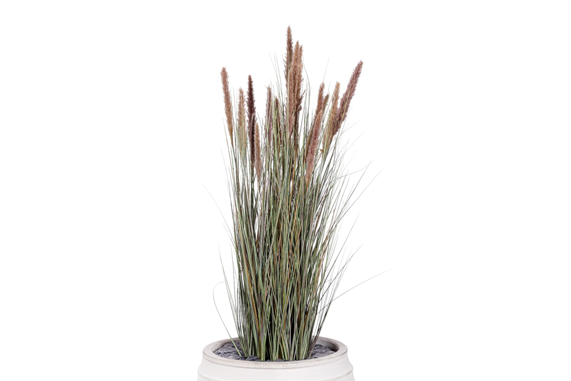4.5 Foxtail Grass Plant in White Terracotta Roma Planter with .5-1" Gold Rock   PC1480CN1215LG
