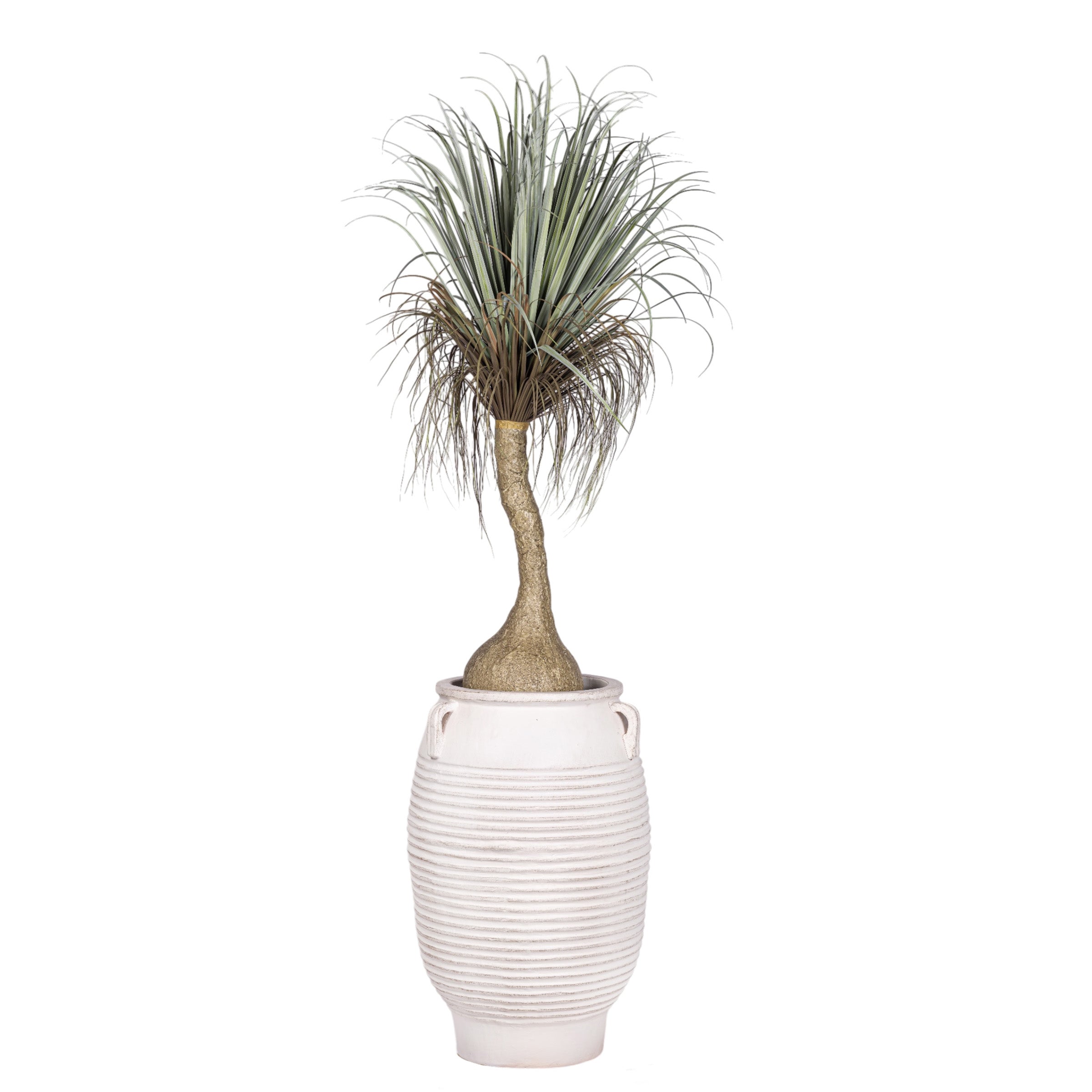 7' Ponytail Palm in White Terracotta Mossimo Planter with .5-1" Gold Rock   PC1520CN1428LG