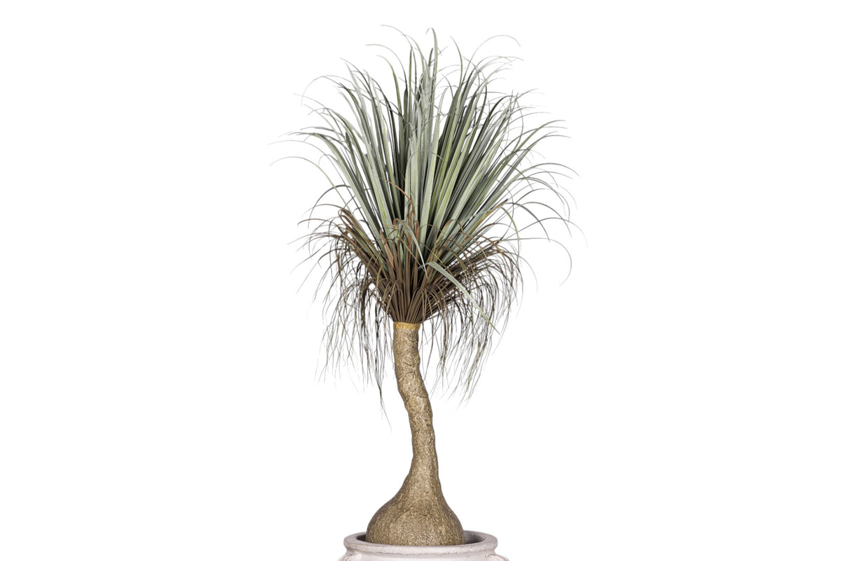 7' Ponytail Palm in White Terracotta Mossimo Planter with .5-1" Gold Rock   PC1520CN1428LG