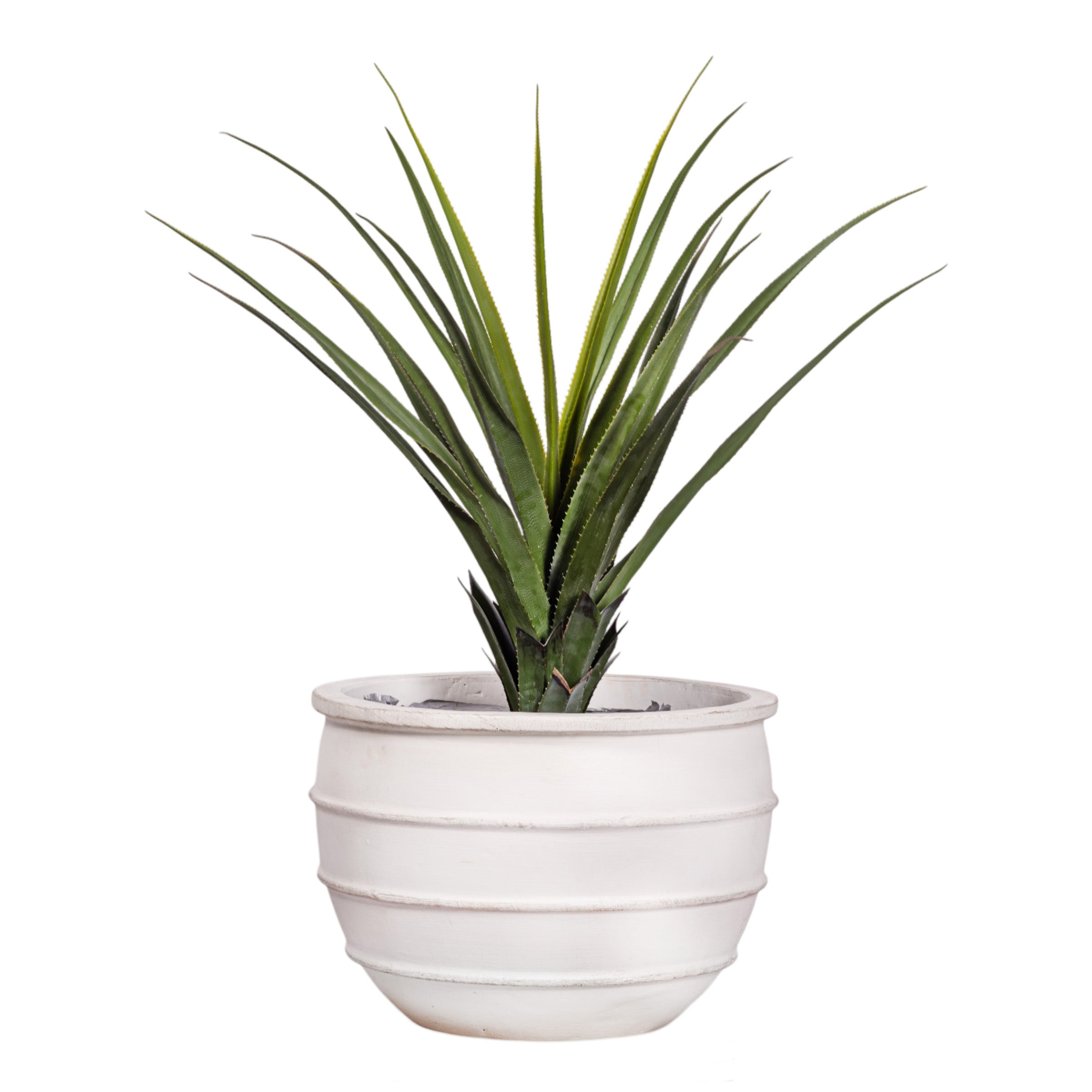 43" Pandanus Plant in White Enzo Planter with .5-1" Gold Rock    PC1245CN1430LG