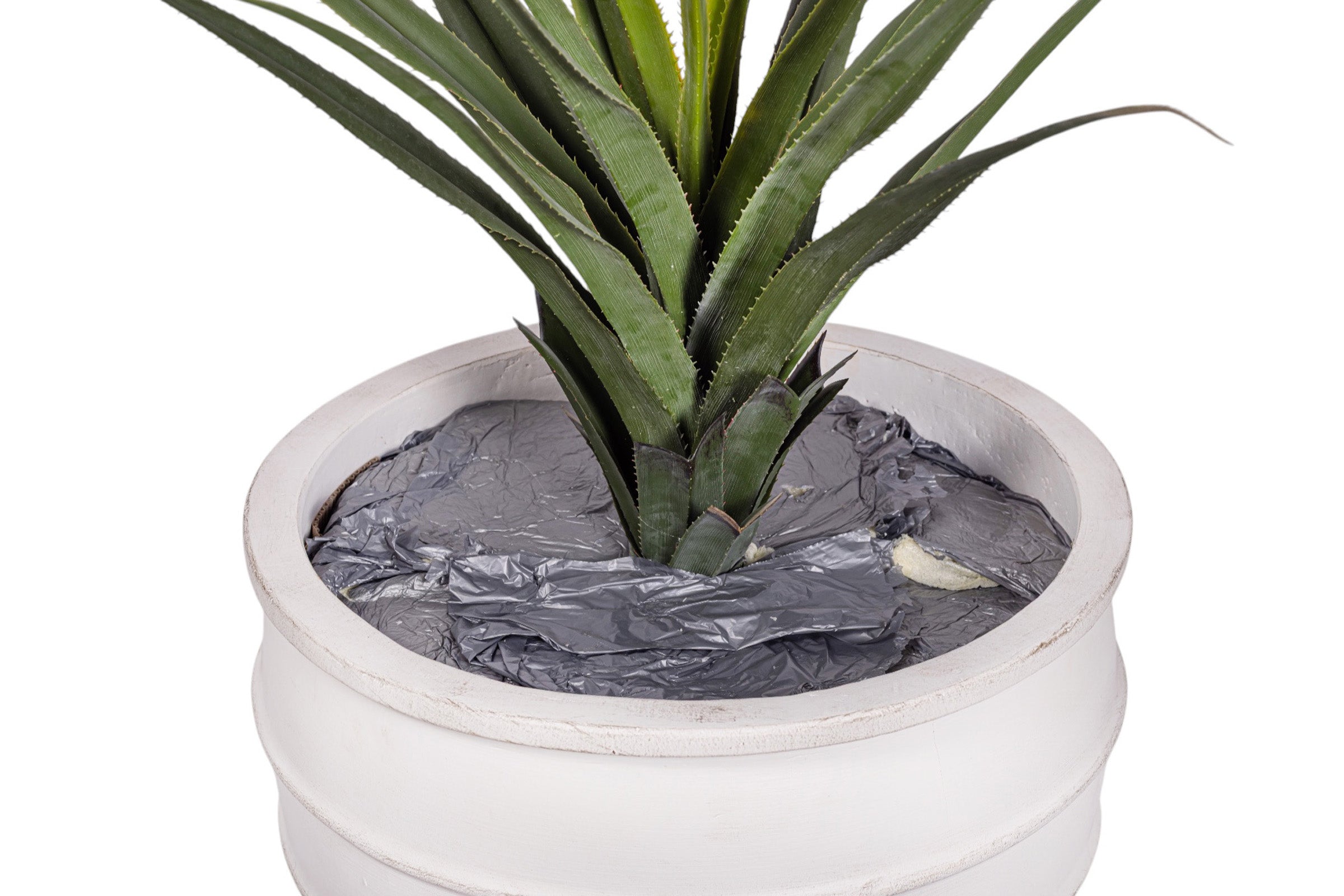 43" Pandanus Plant in White Enzo Planter with .5-1" Gold Rock    PC1245CN1430LG