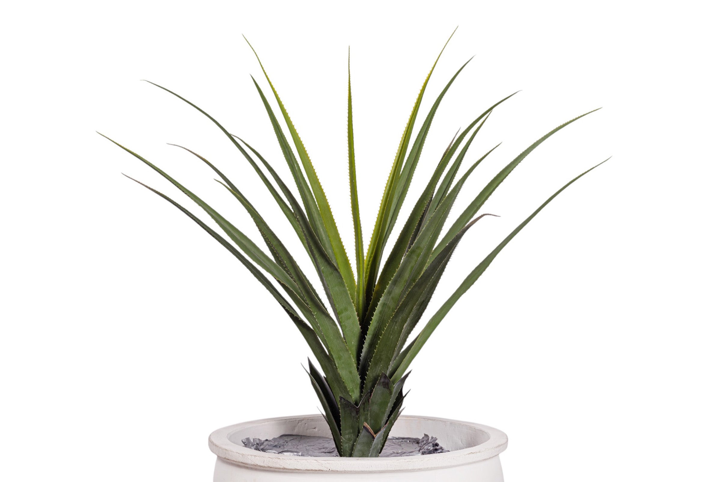 43" Pandanus Plant in White Enzo Planter with .5-1" Gold Rock    PC1245CN1430LG