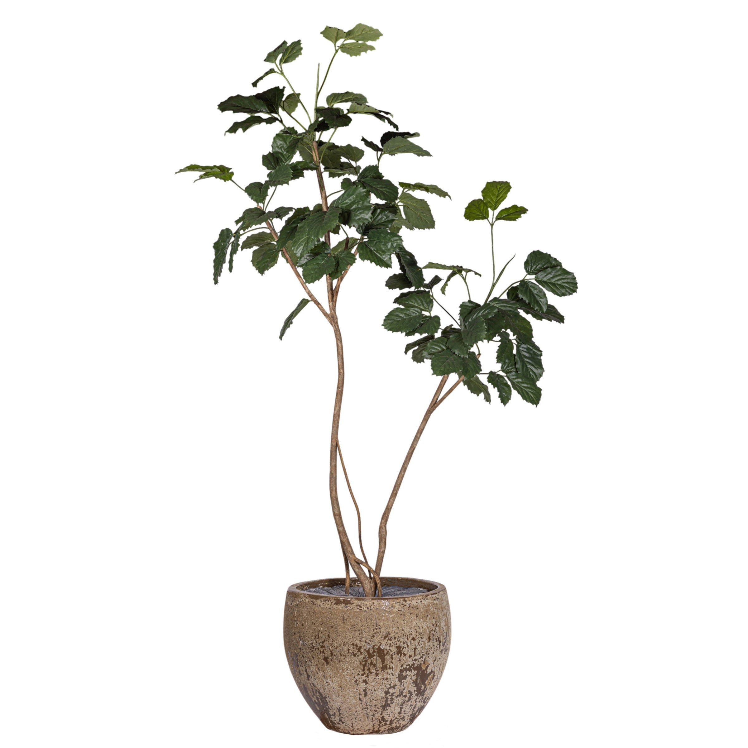 9' Mulberry Tree in Ezra Planter with Underplanting #17   PC1431CN1383