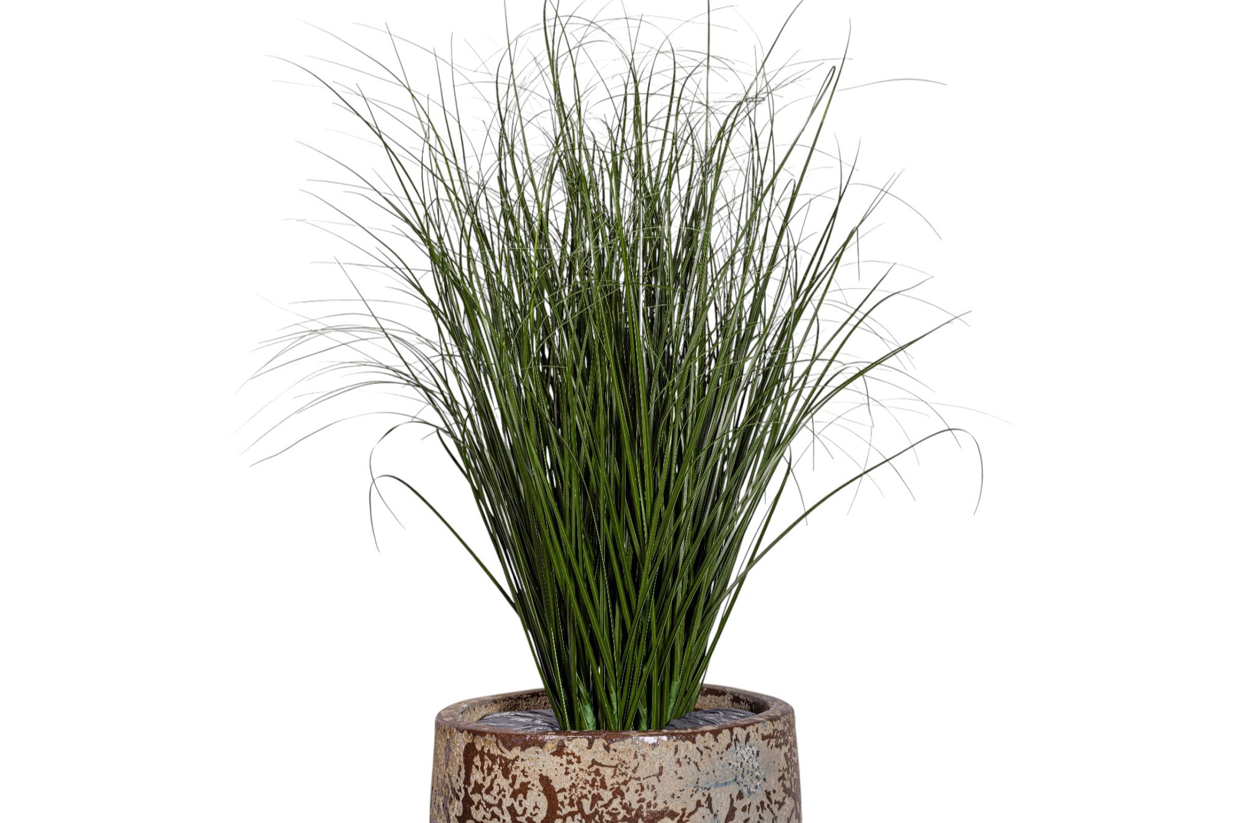 4.5' Grass Plant in Argos Planter with Spanish Moss   PC1516CN1373SM