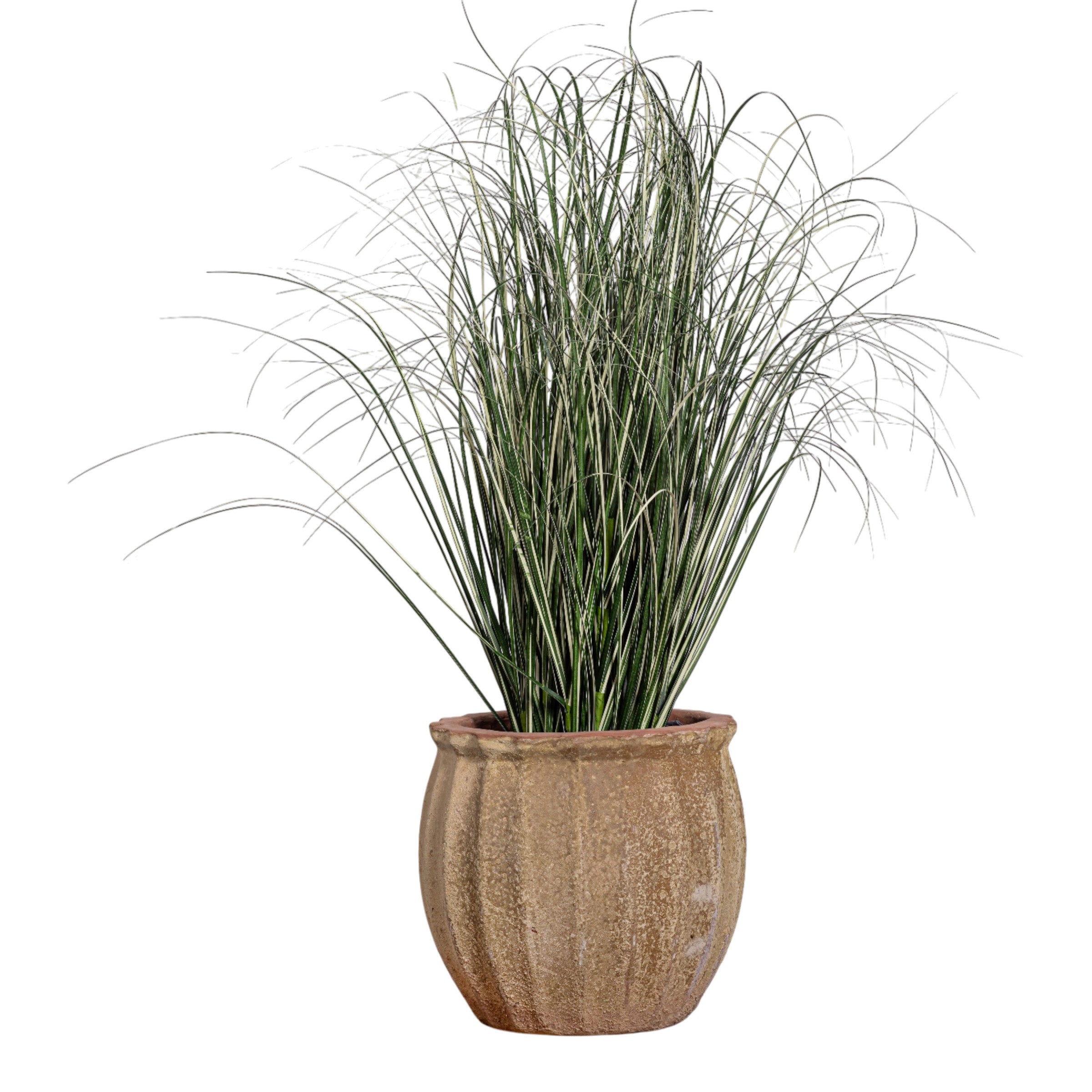 40" Variegated Grass in Small Titus Planter with Mood Moss   PC1517CN1388SM