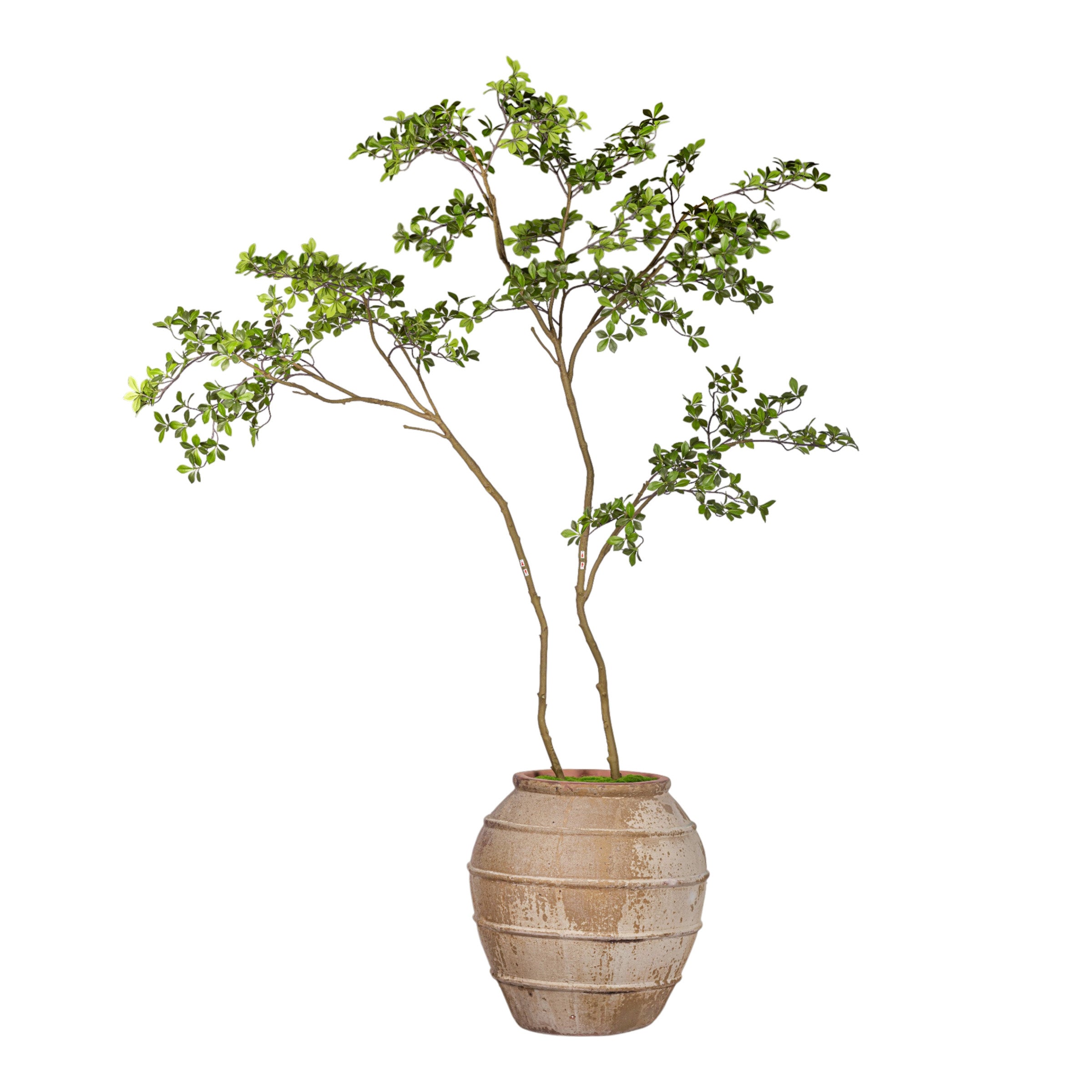 9' Gardenia Tree in Rhea Planter PC1475CN1440