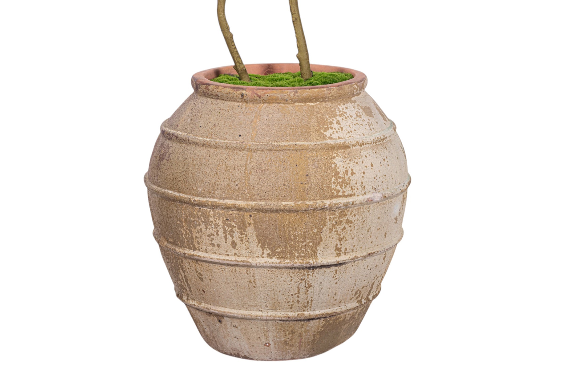 9' Gardenia Tree in Rhea Planter PC1475CN1440