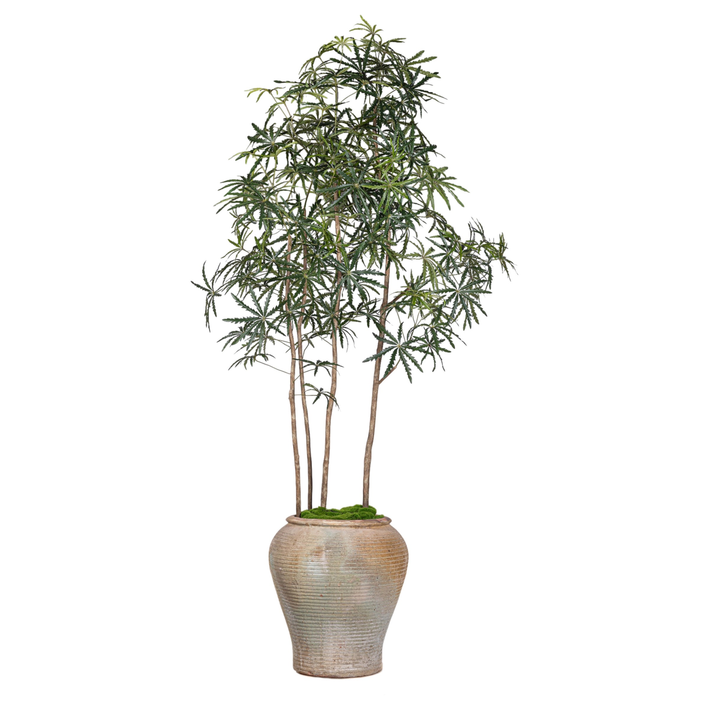 10' False Aralia Trees in Eros Planter with 1-2" Mixed Rock   PC1435CN1389