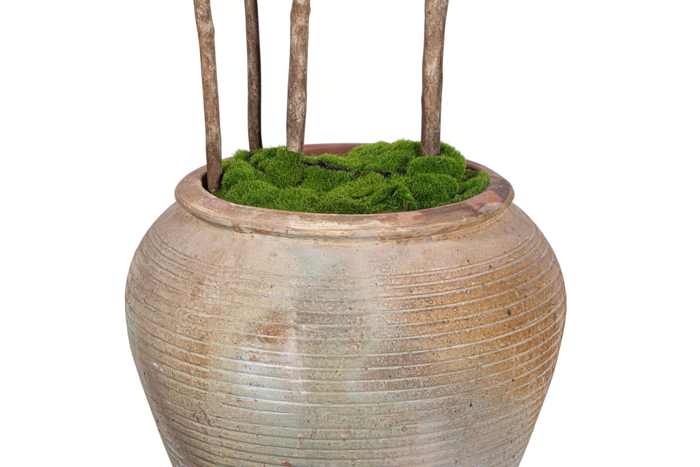 10' False Aralia Trees in Eros Planter with 1-2" Mixed Rock   PC1435CN1389