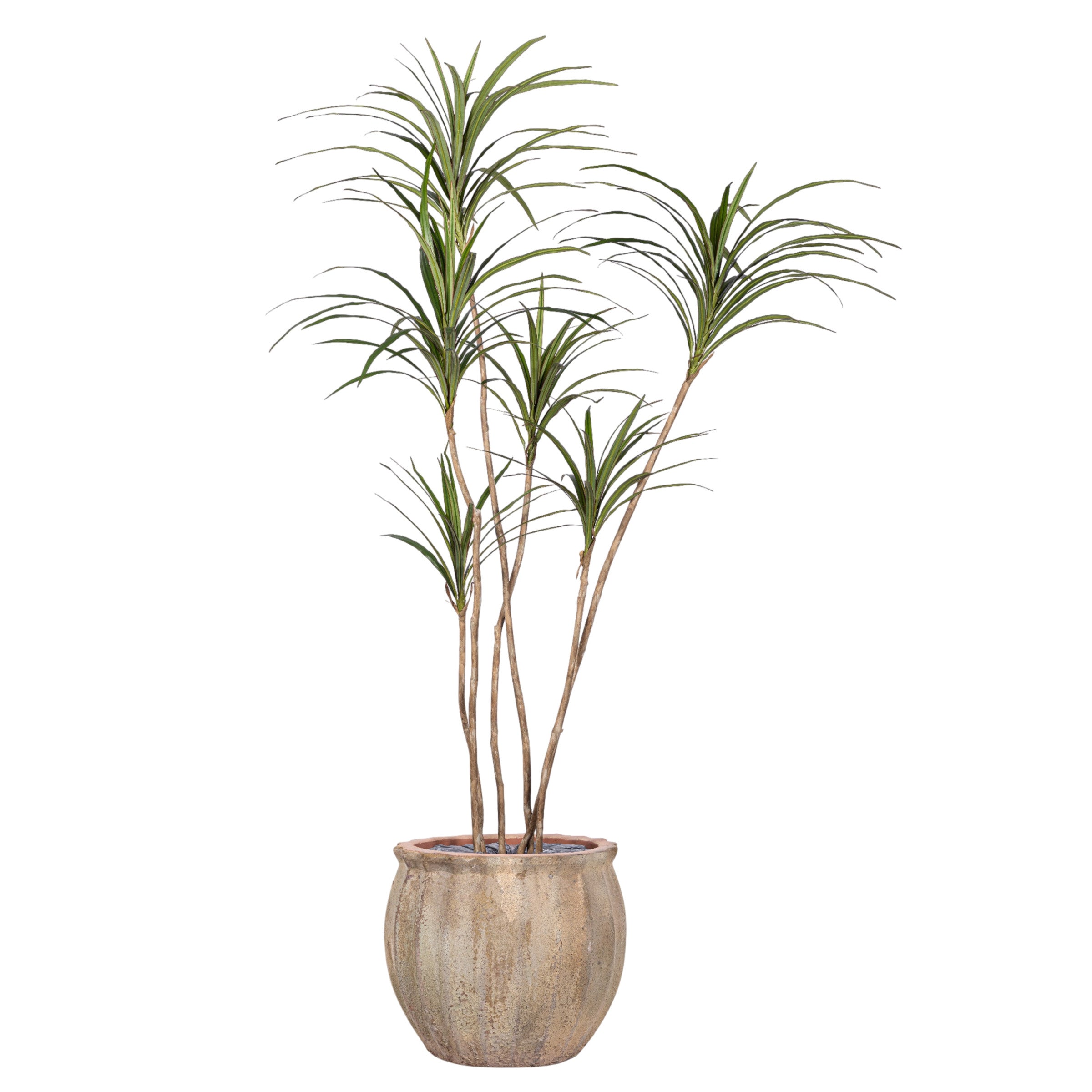 7' Dracaena Tree in Large Titus Planter with Mood Moss  PC1430CN1388MD