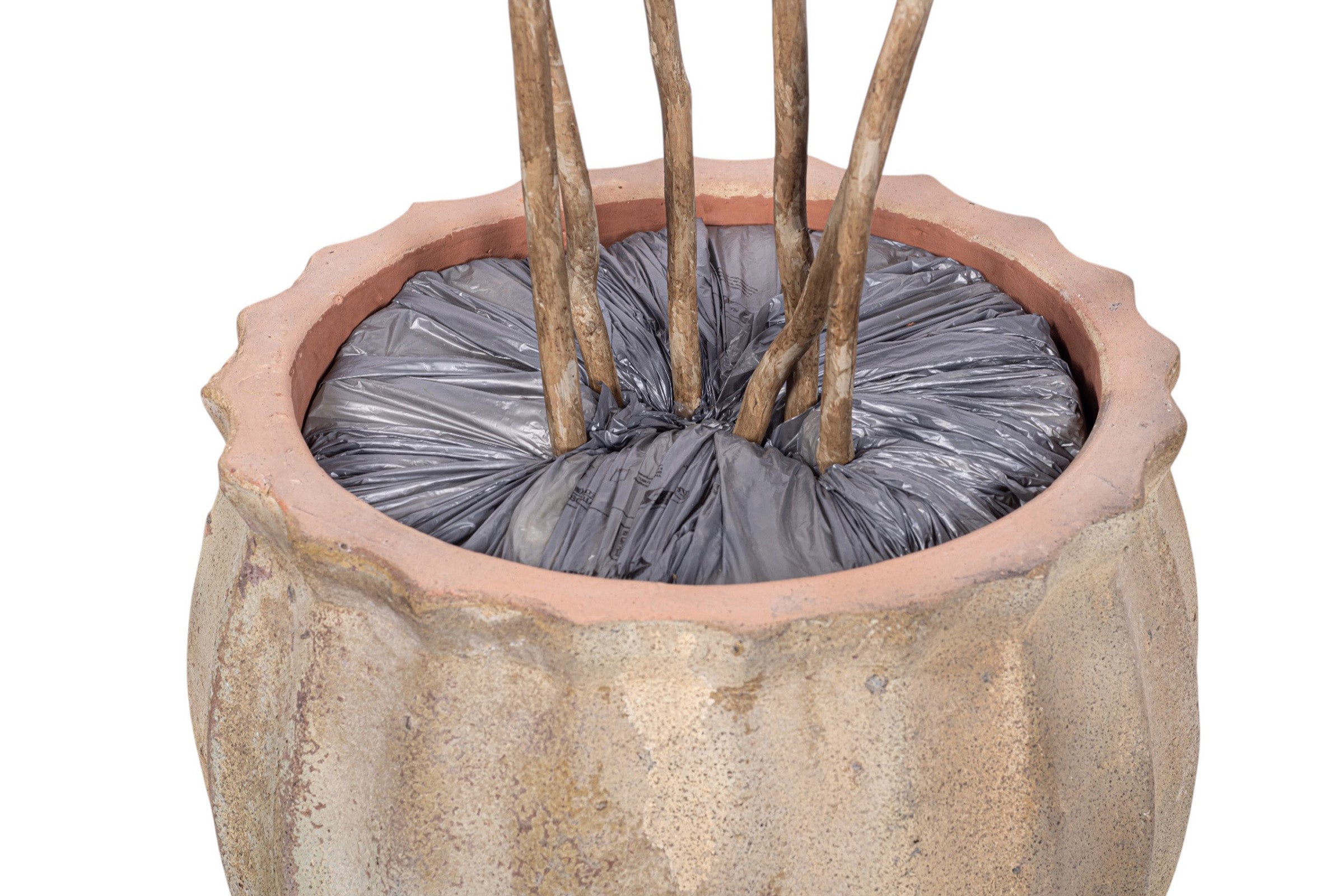 7' Dracaena Tree in Large Titus Planter with Mood Moss  PC1430CN1388MD