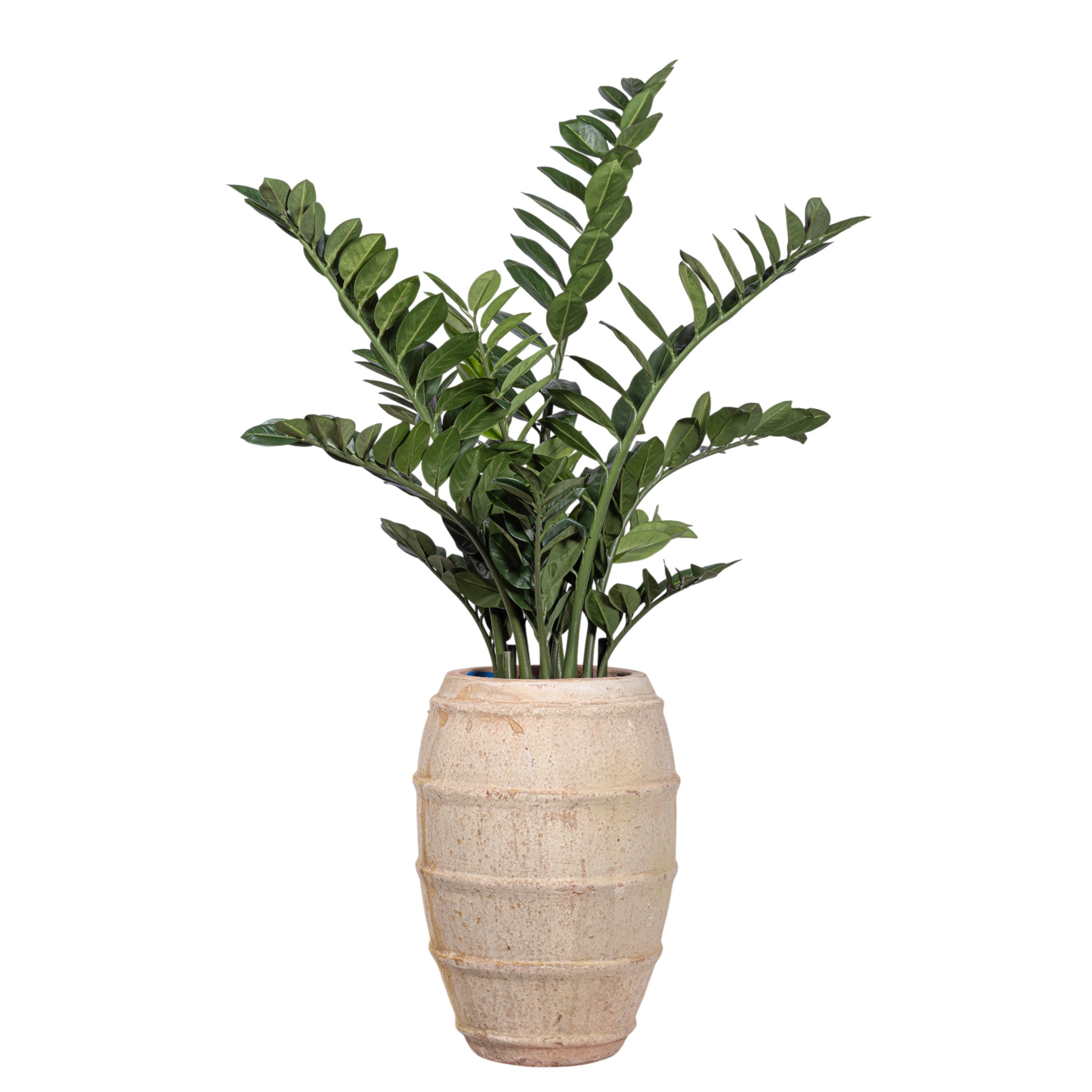 5' ZZ Plant in Zara Planter with .5-1" Mixed Rock   PC1179CN1400SM