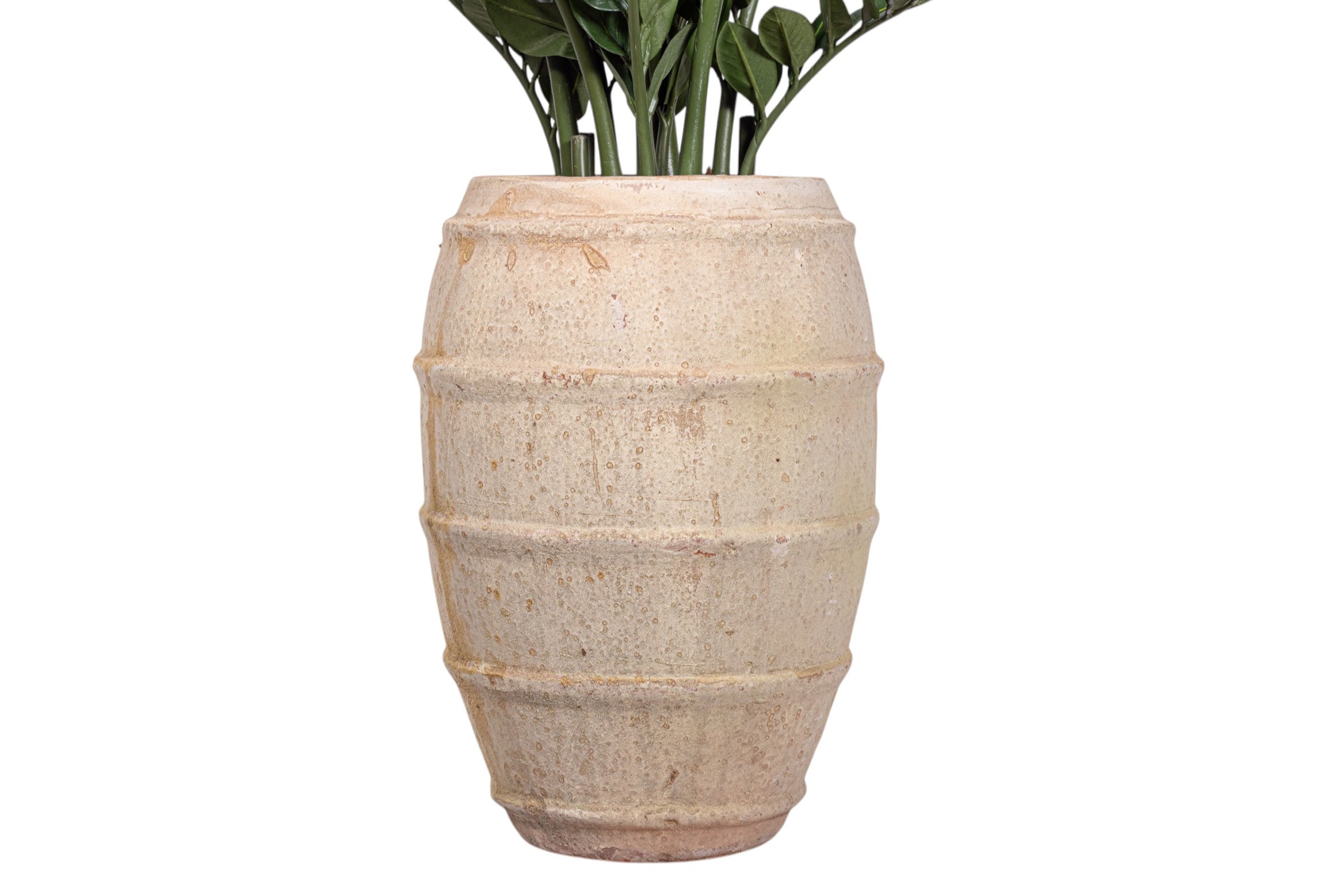 5' ZZ Plant in Zara Planter with .5-1" Mixed Rock   PC1179CN1400SM