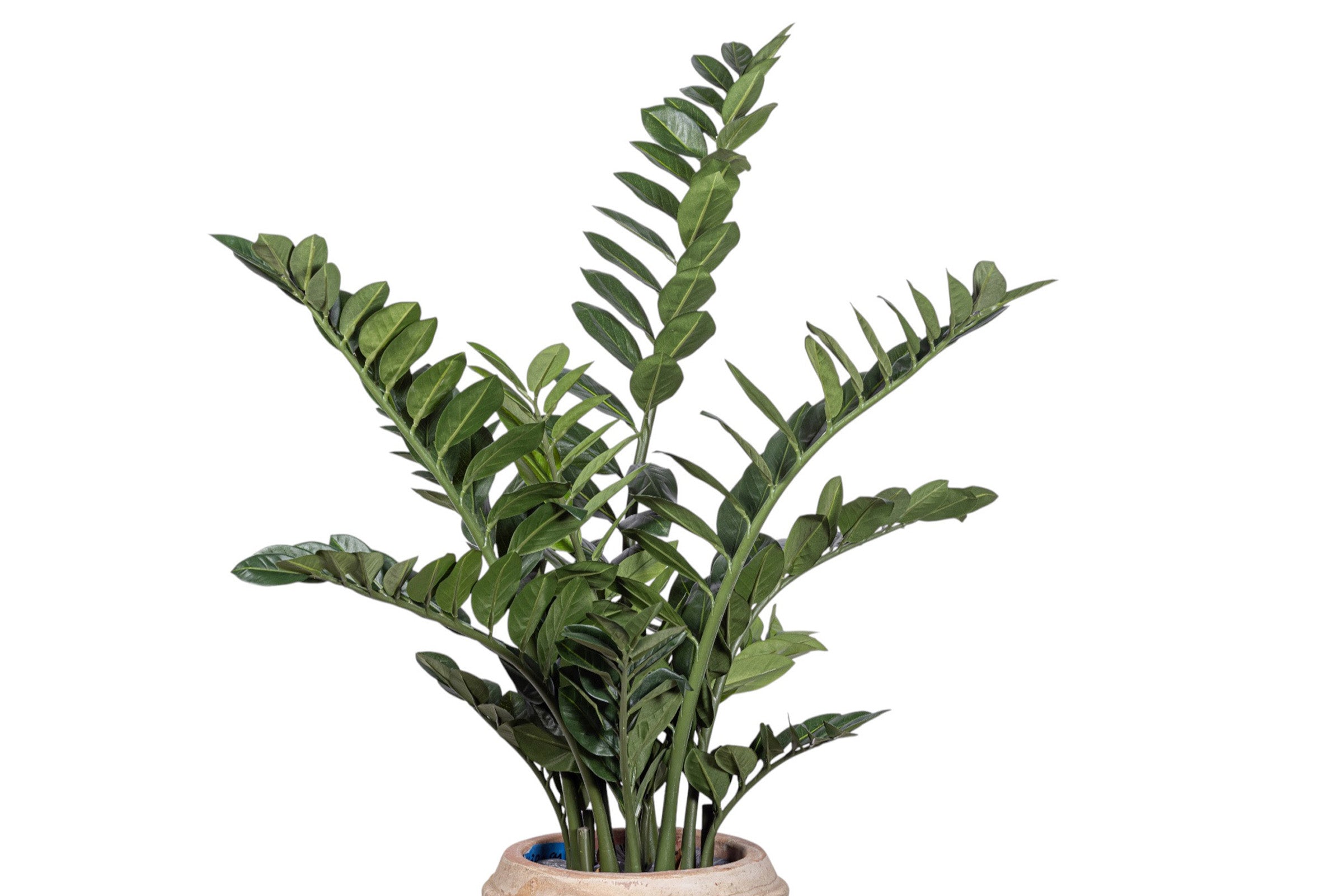 5' ZZ Plant in Zara Planter with .5-1" Mixed Rock   PC1179CN1400SM