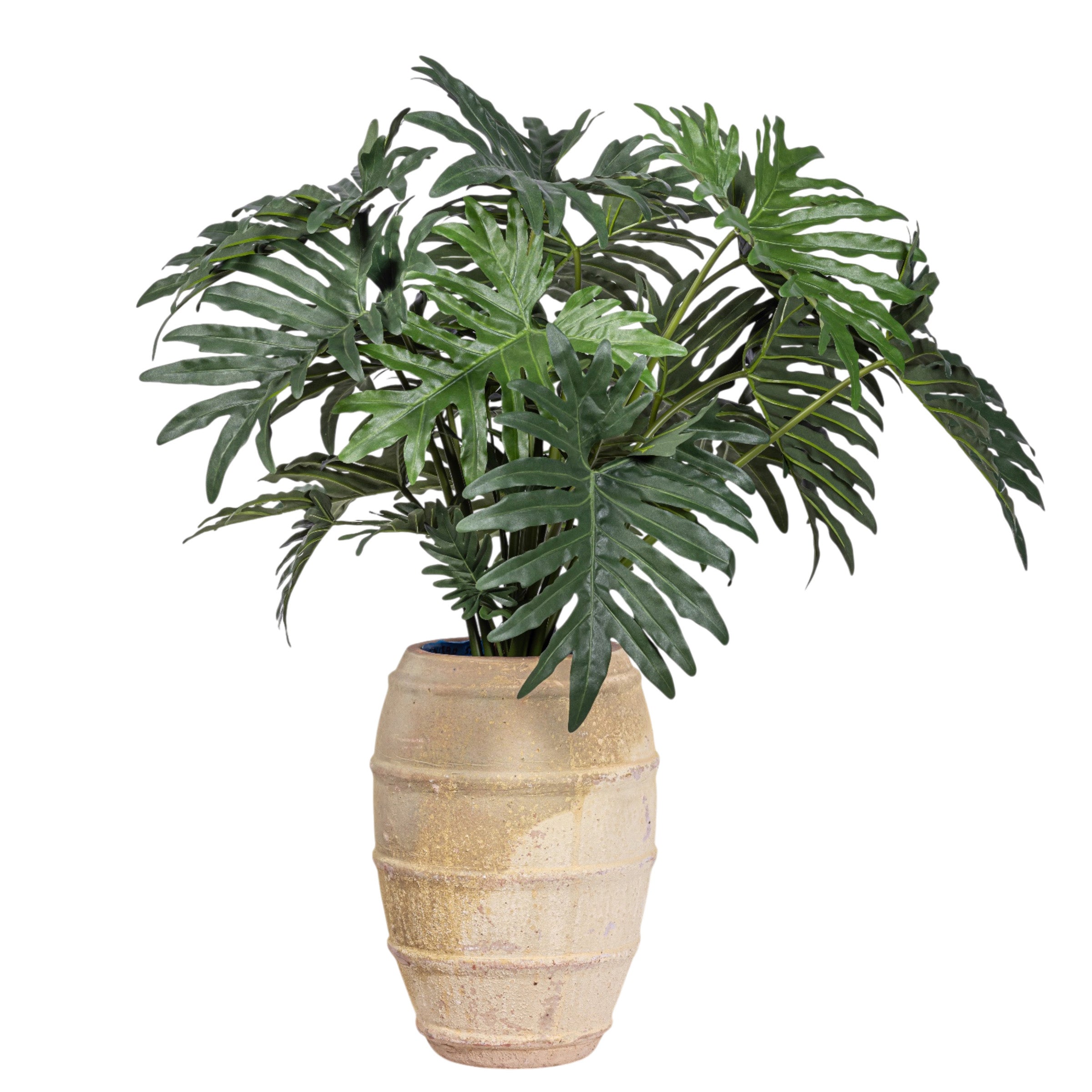 50" Philodendron in Zola Planter with Spanish Moss PC1242CN1390SM