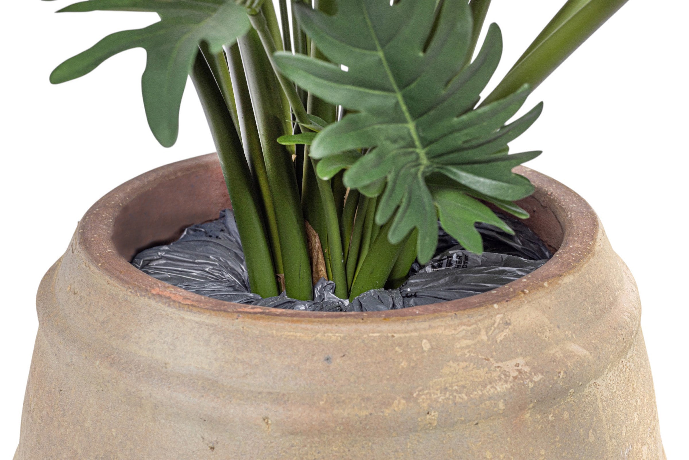50" Philodendron in Zola Planter with Spanish Moss PC1242CN1390SM