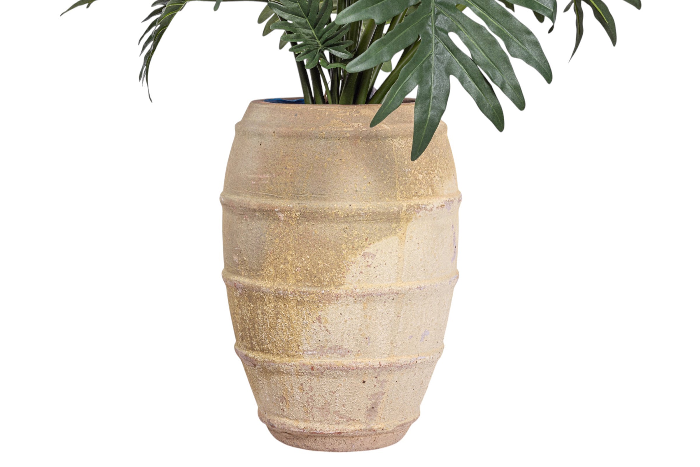 50" Philodendron in Zola Planter with Spanish Moss PC1242CN1390SM