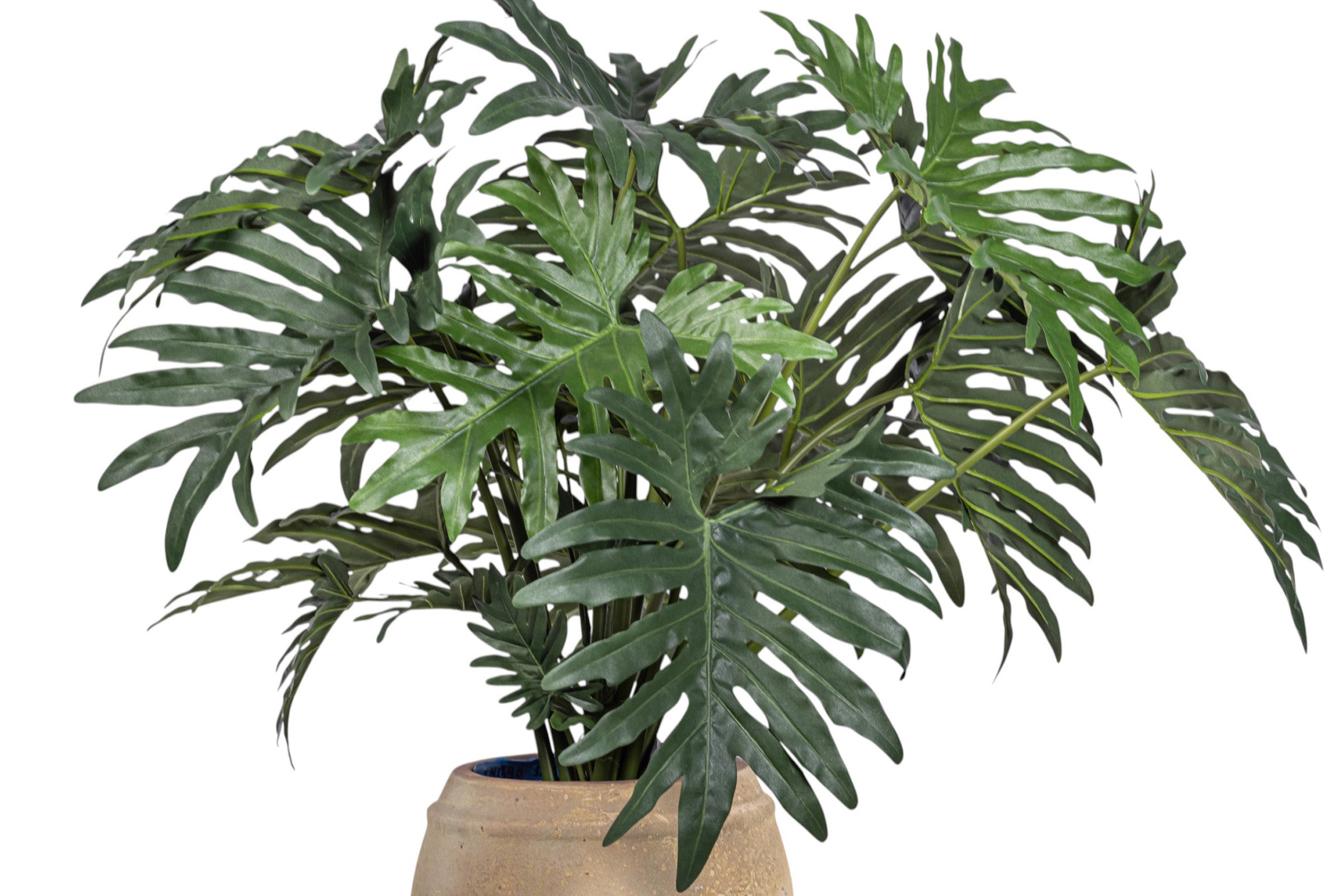 50" Philodendron in Zola Planter with Spanish Moss PC1242CN1390SM