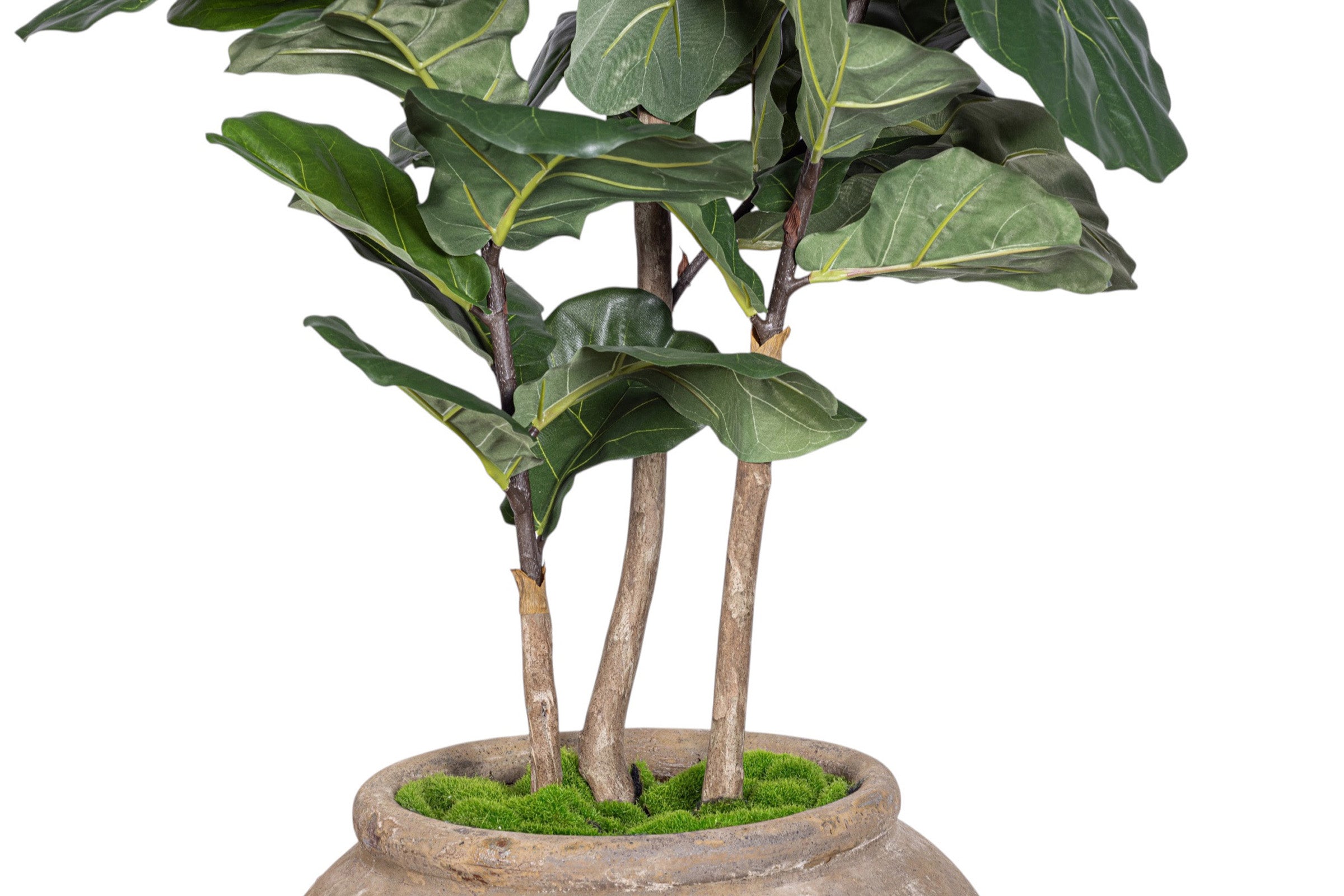 8.5' Fiddle in Calypso Planter with Spanish Moss   PC1407CN1376WH