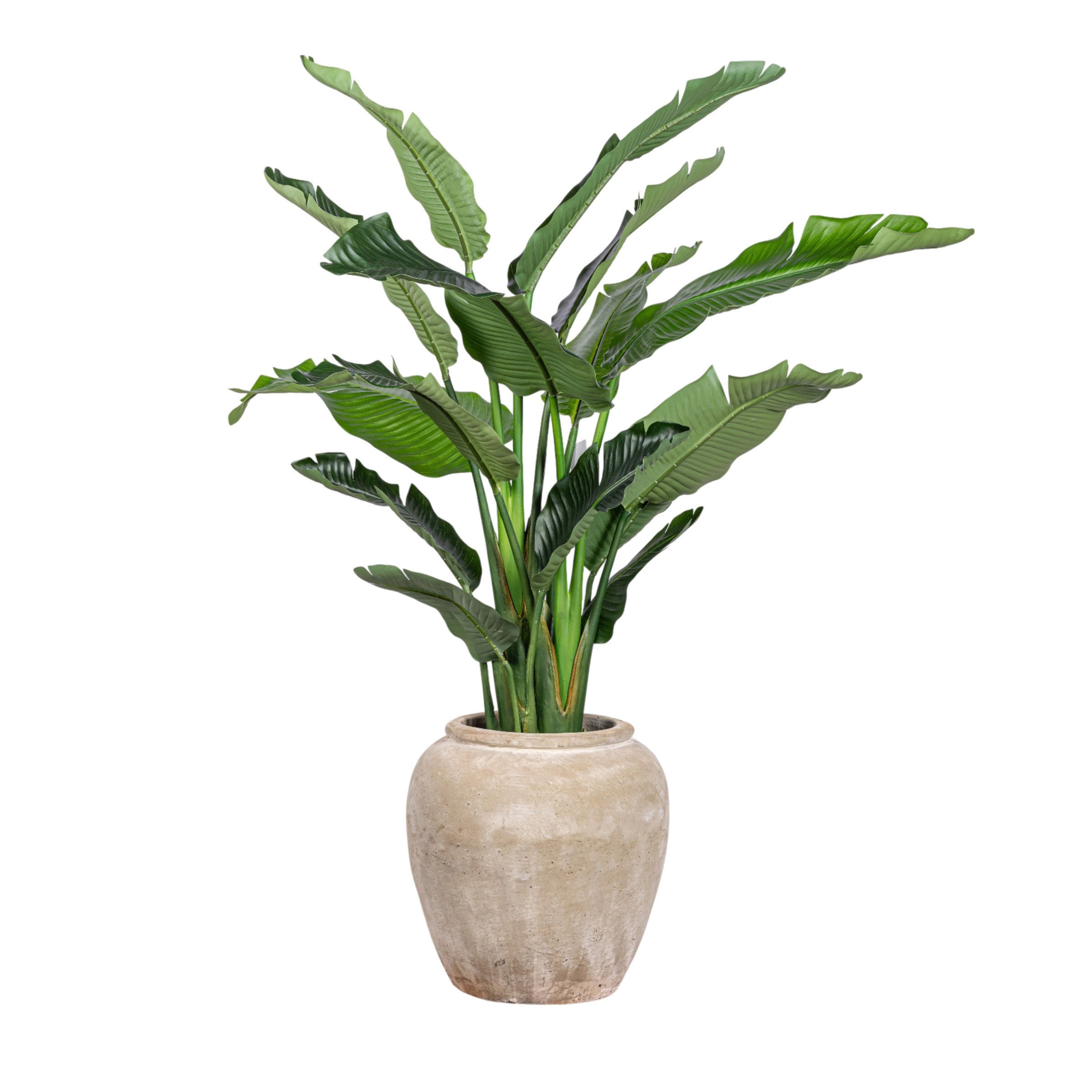 6' Bird of Paradise in Small Lynus Planter with Sheet Moss   PC1468CN1381SM