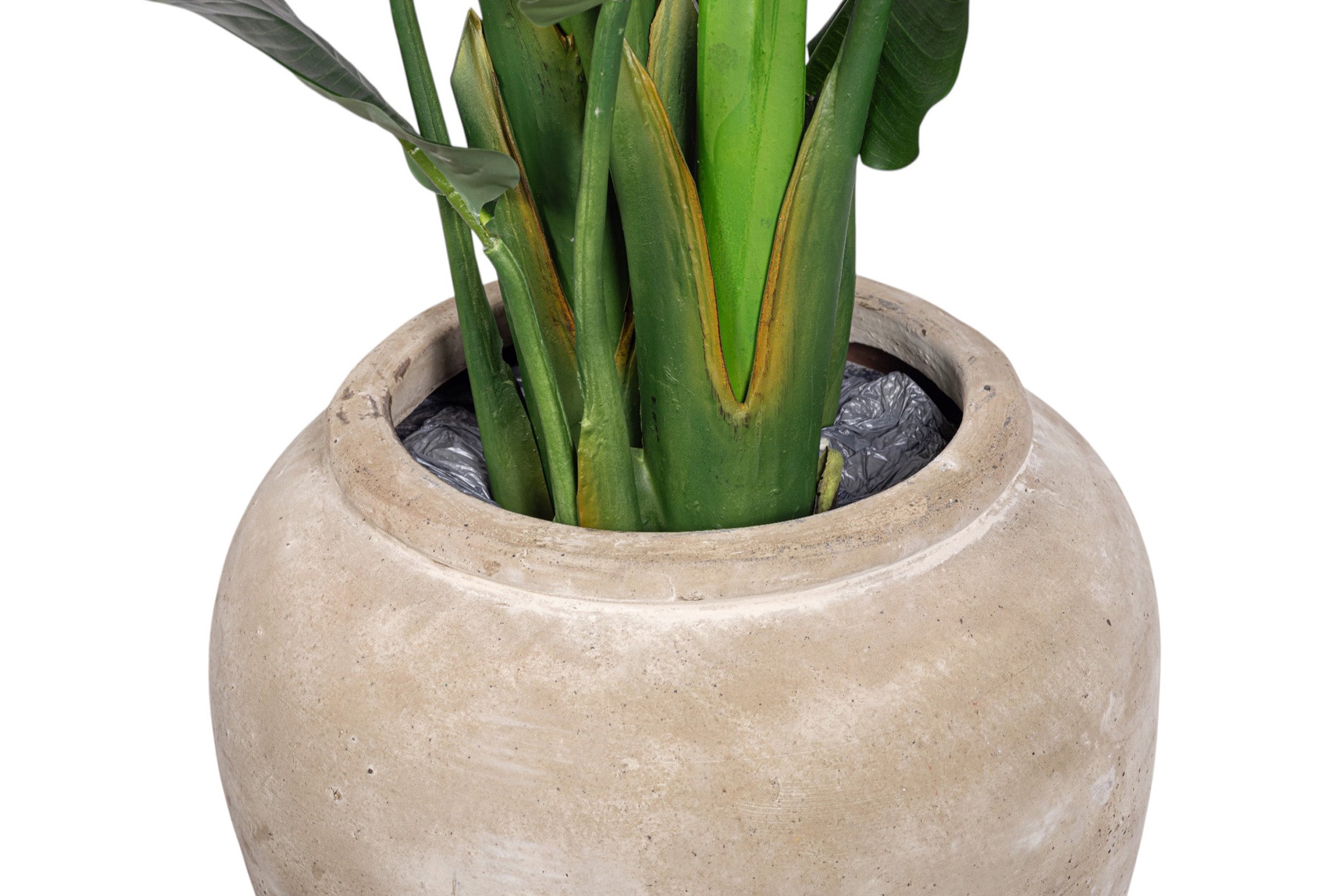 6' Bird of Paradise in Small Lynus Planter with Sheet Moss   PC1468CN1381SM