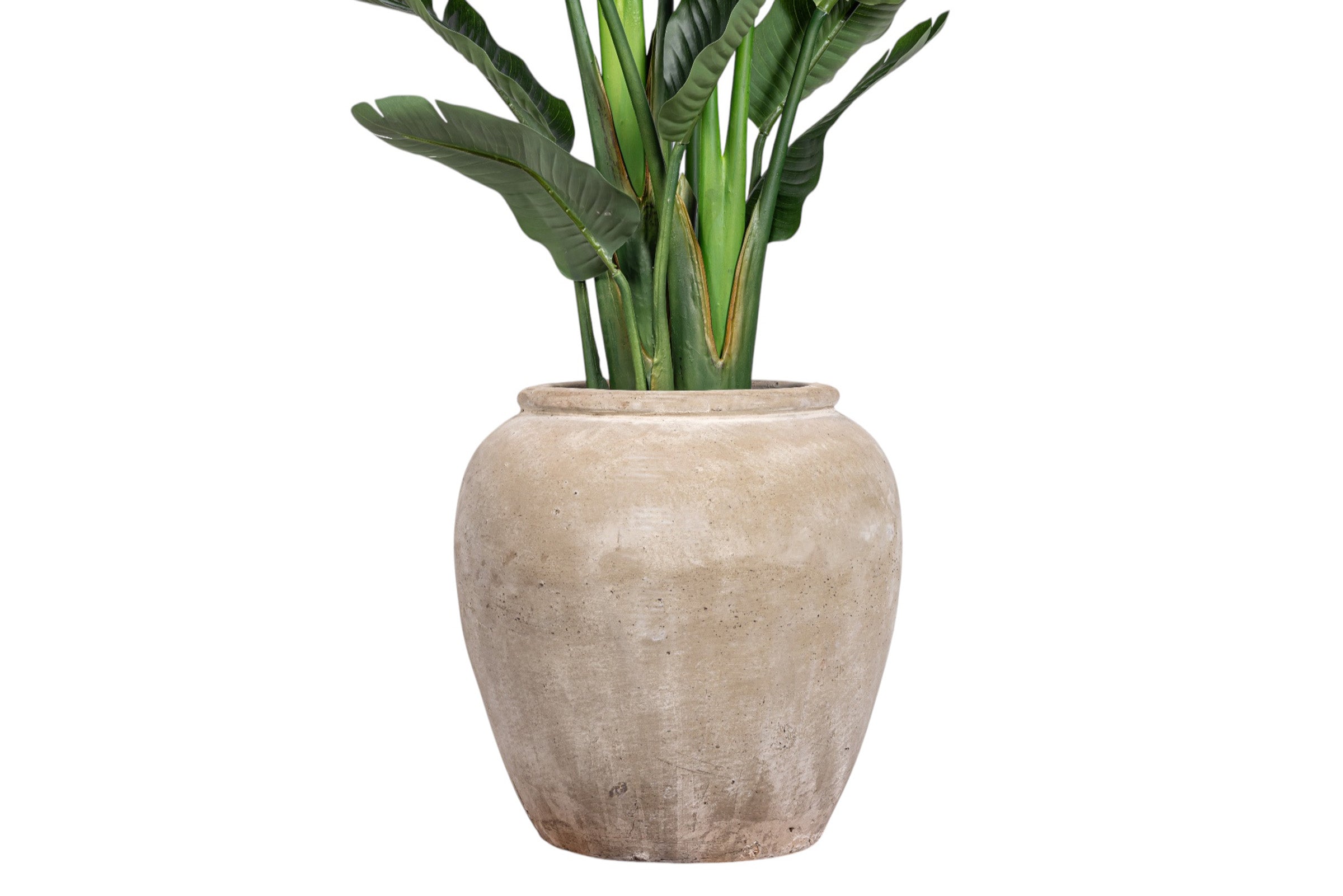 6' Bird of Paradise in Small Lynus Planter with Sheet Moss   PC1468CN1381SM