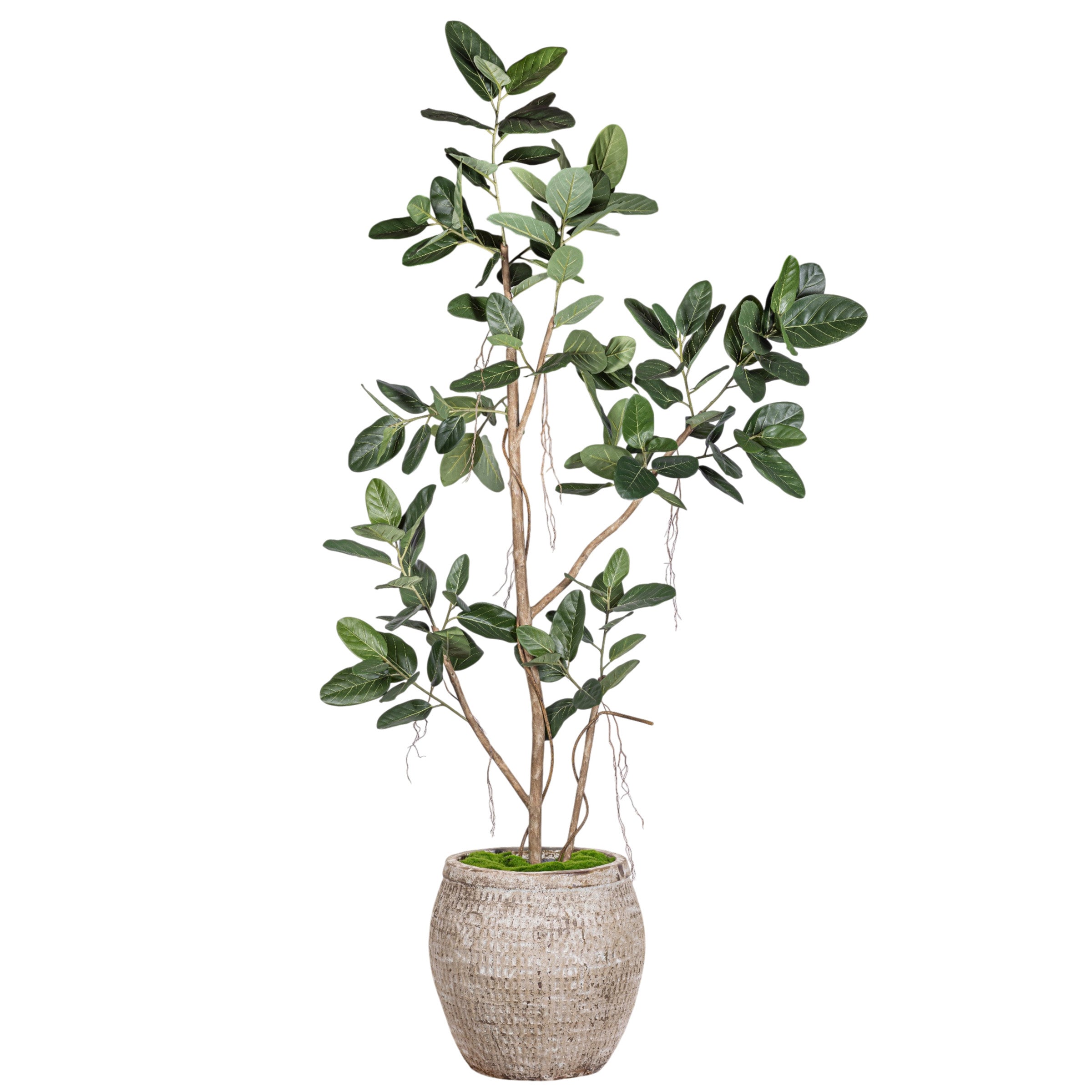 9' Audrey Ficus in Small Sable Planter with Underplanting #21   PC1433CN1436SM
