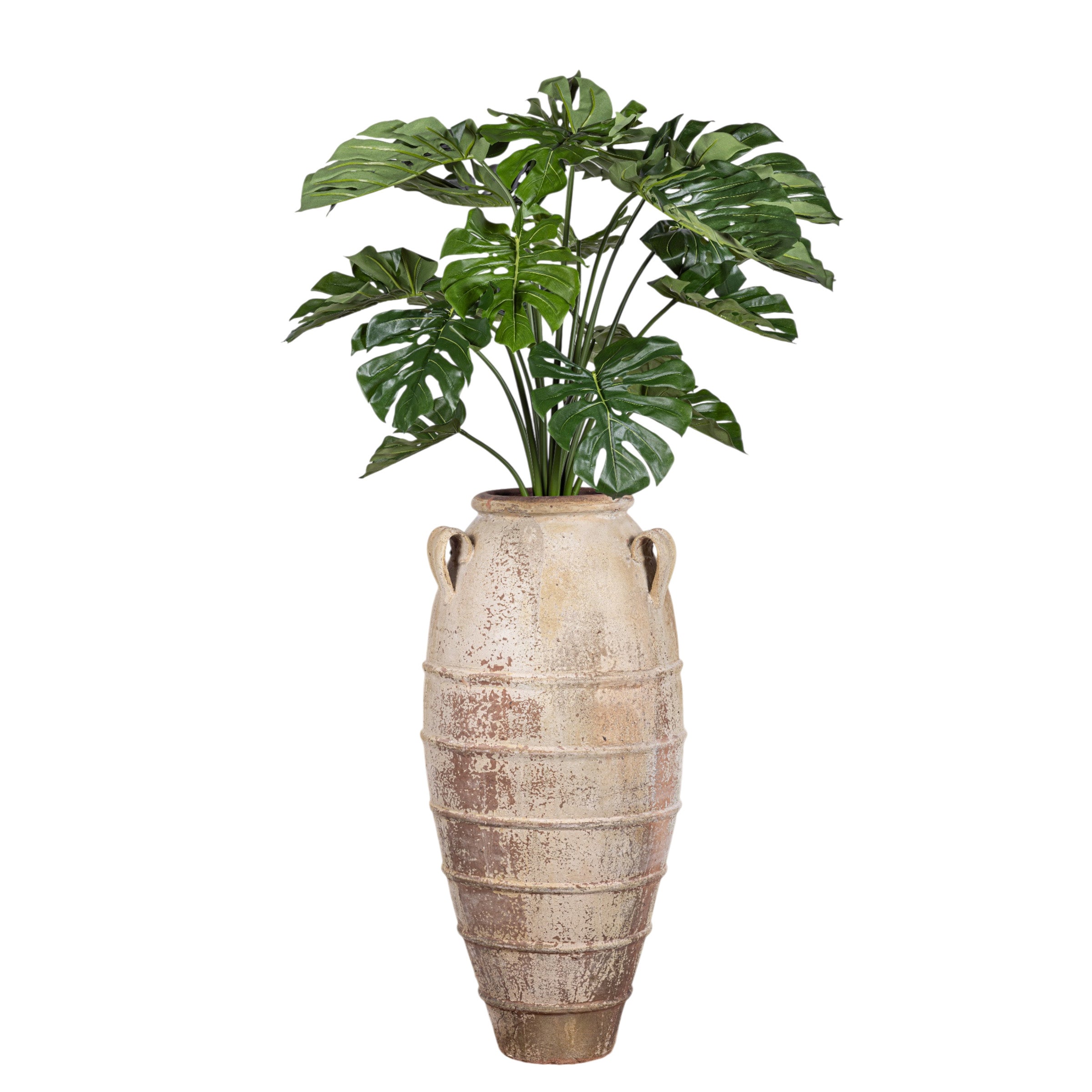 6' Monstera Plant in Small Drake Planter with Spanish Moss   PC1180CN1385WH