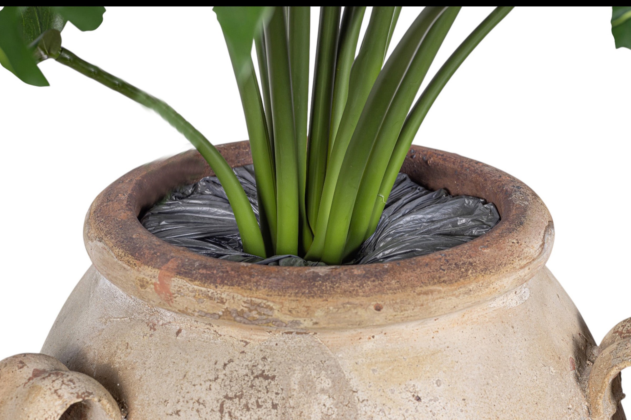 6' Monstera Plant in Small Drake Planter with Spanish Moss   PC1180CN1385WH