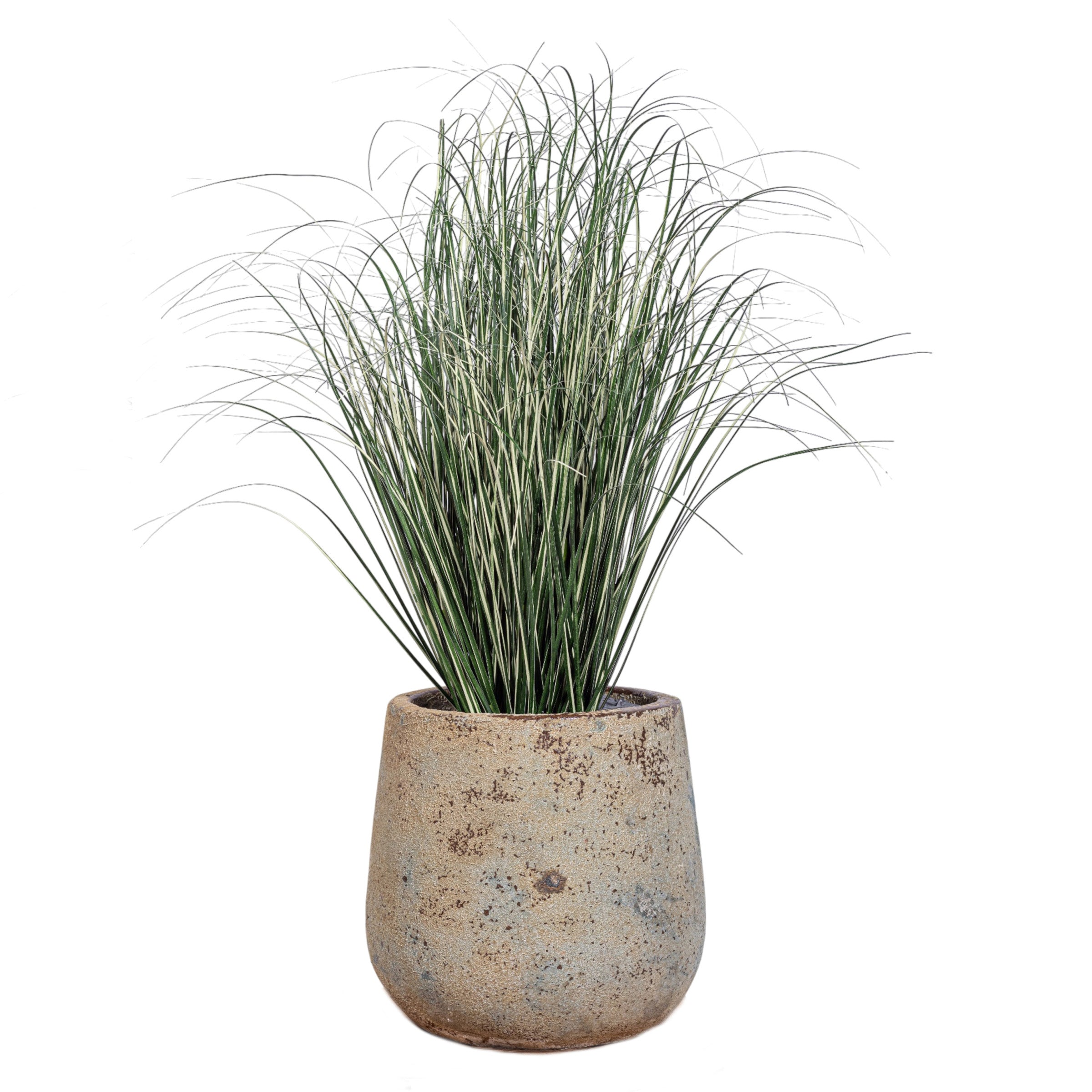 4' Variegated Grass in Small Oliver Planter with .5-1" Gold Rock   PC1517CN1379SM