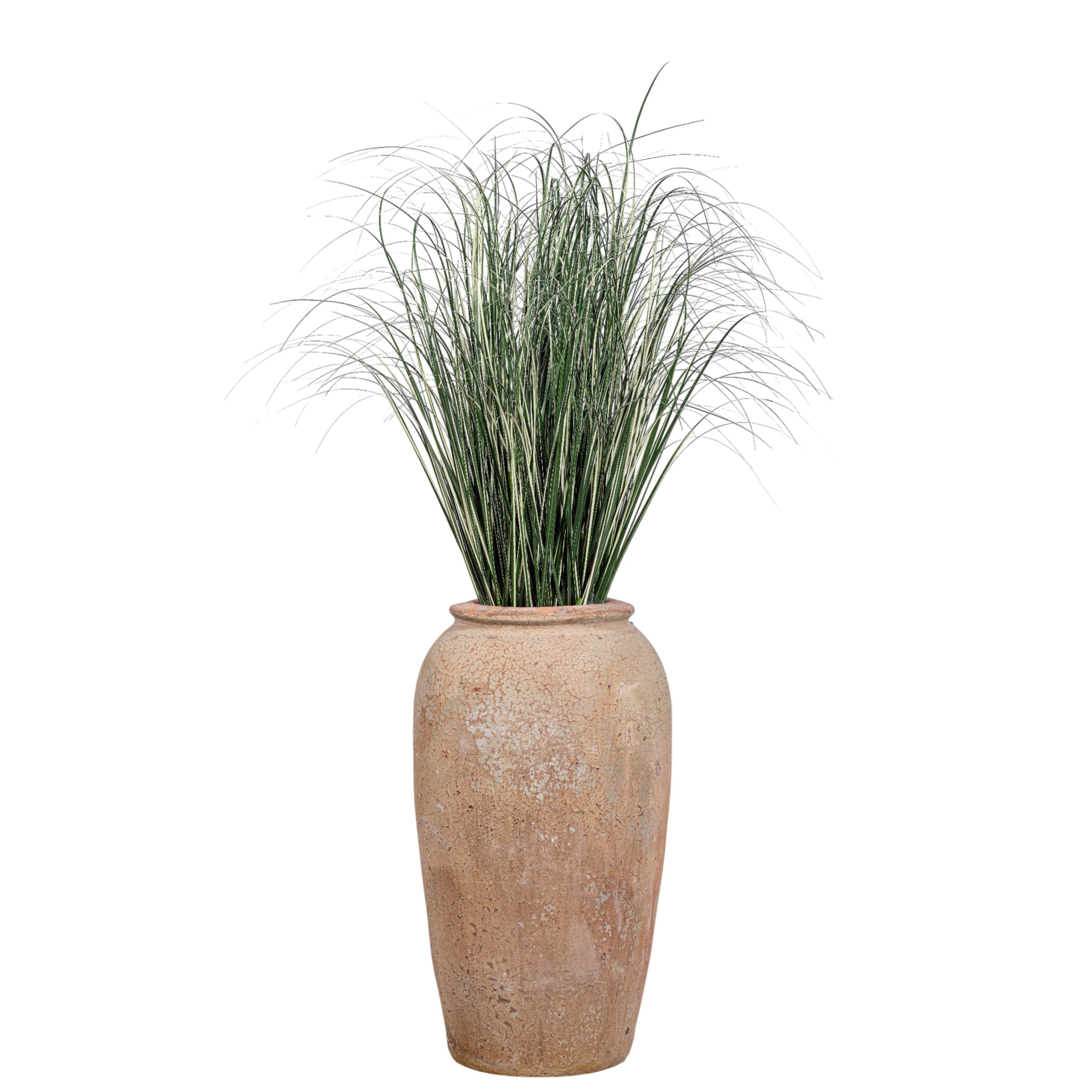 4.5' Variegated Grass in Small Matteo Planter PC1517CN1442SM