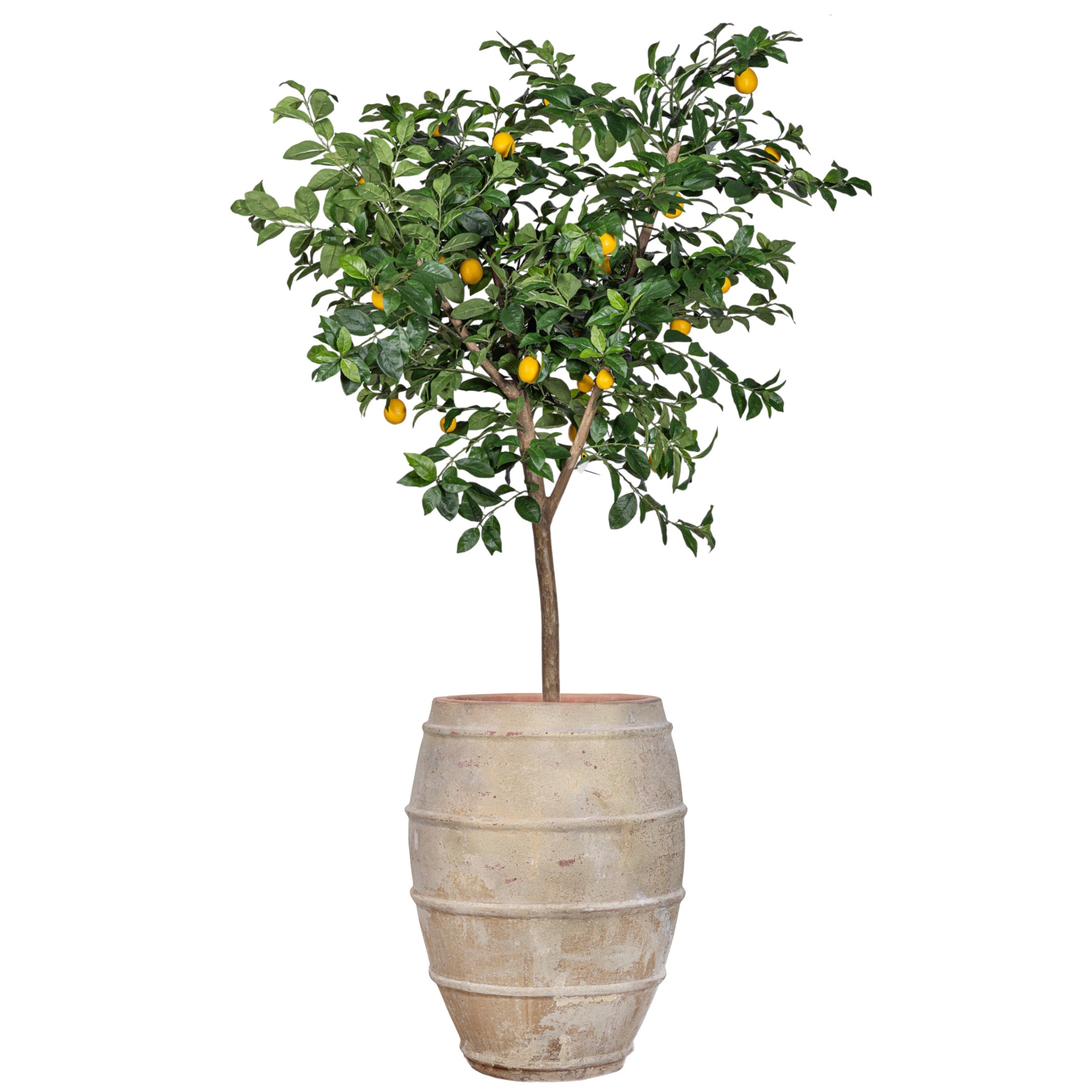 7' Lemon Tree in Large Zara Planter with 1-2" Mixed Rock   PC1293CN1400LG