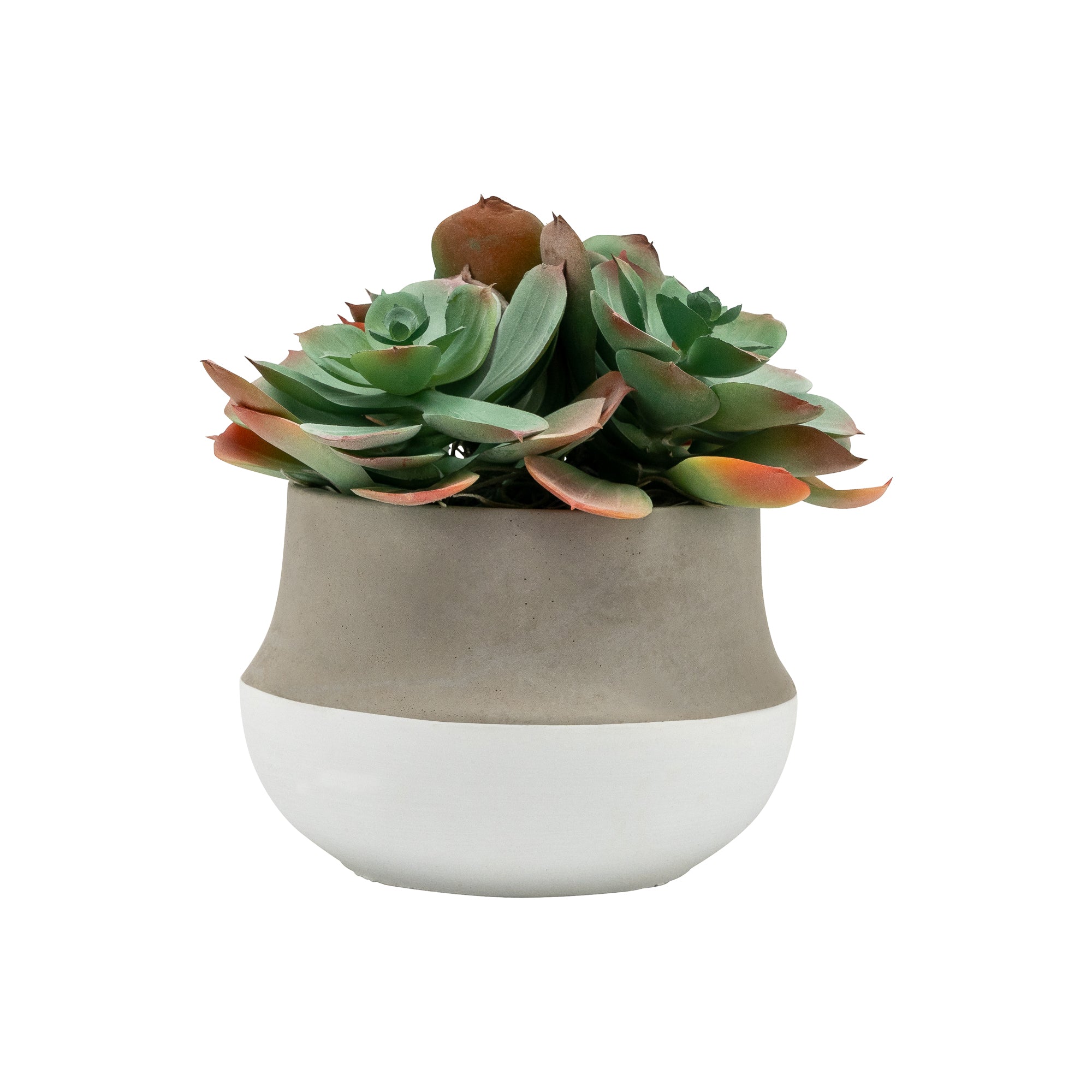 6" Taylor Pot with Succulent Arrangement   AR1438