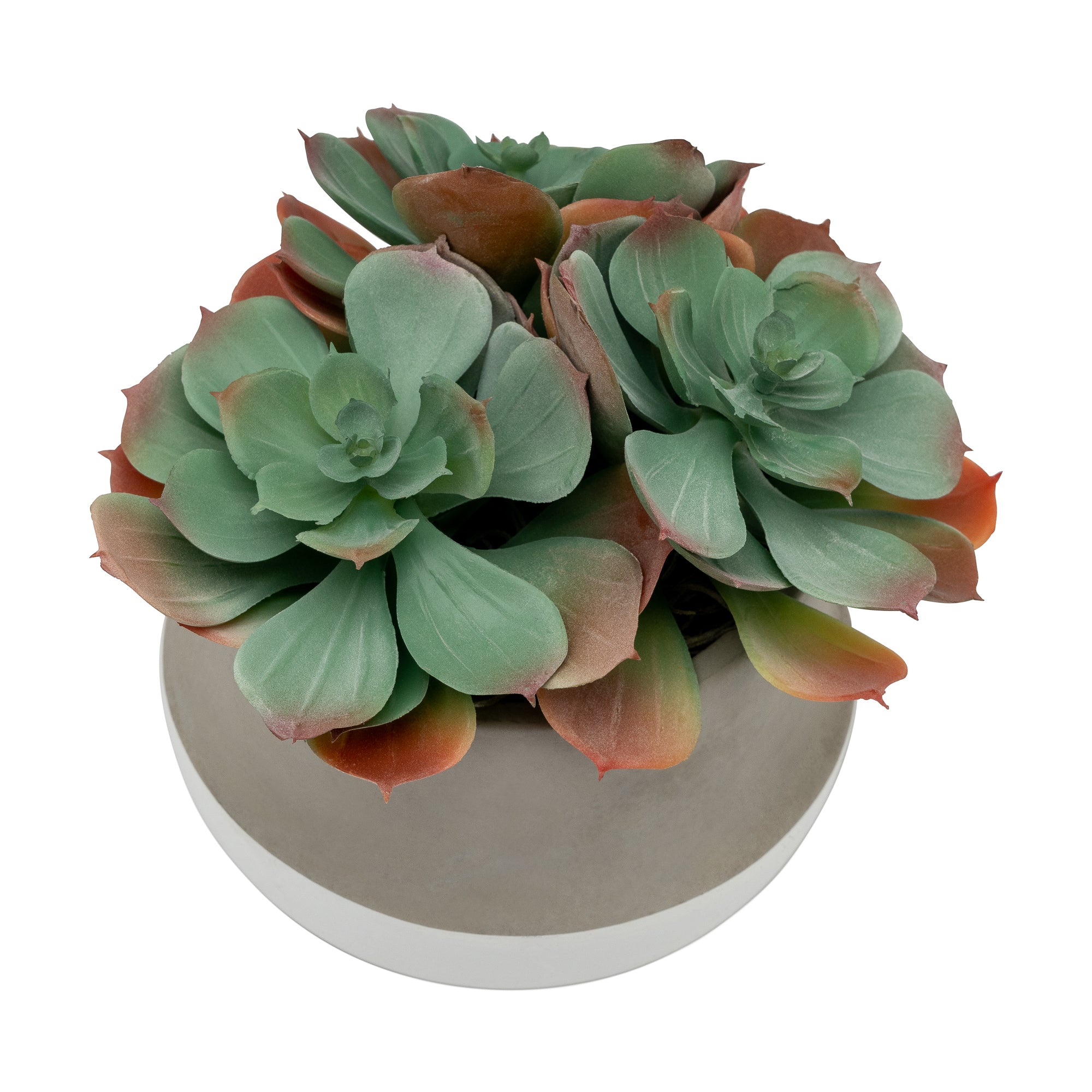 6" Taylor Pot with Succulent Arrangement   AR1438