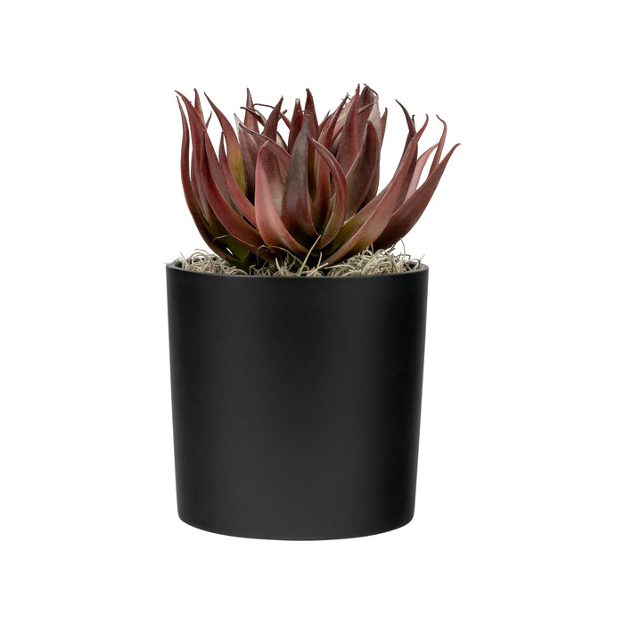 6" Zander Pot with Succulent Arrangement   AR1678