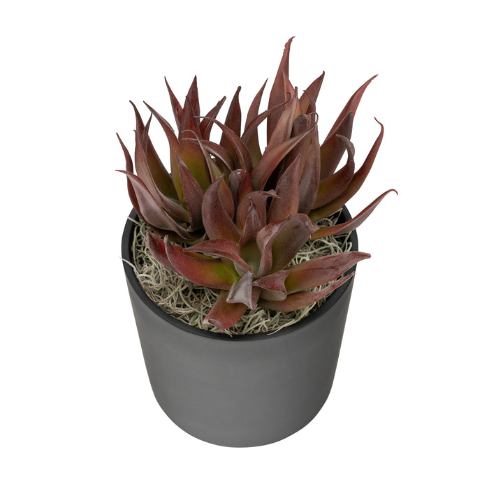 6" Zander Pot with Succulent Arrangement   AR1678