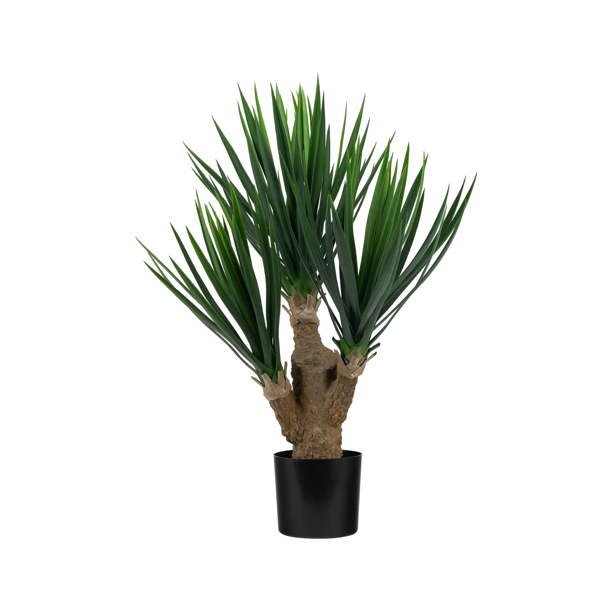 28" Rostrata Plant  FP1262