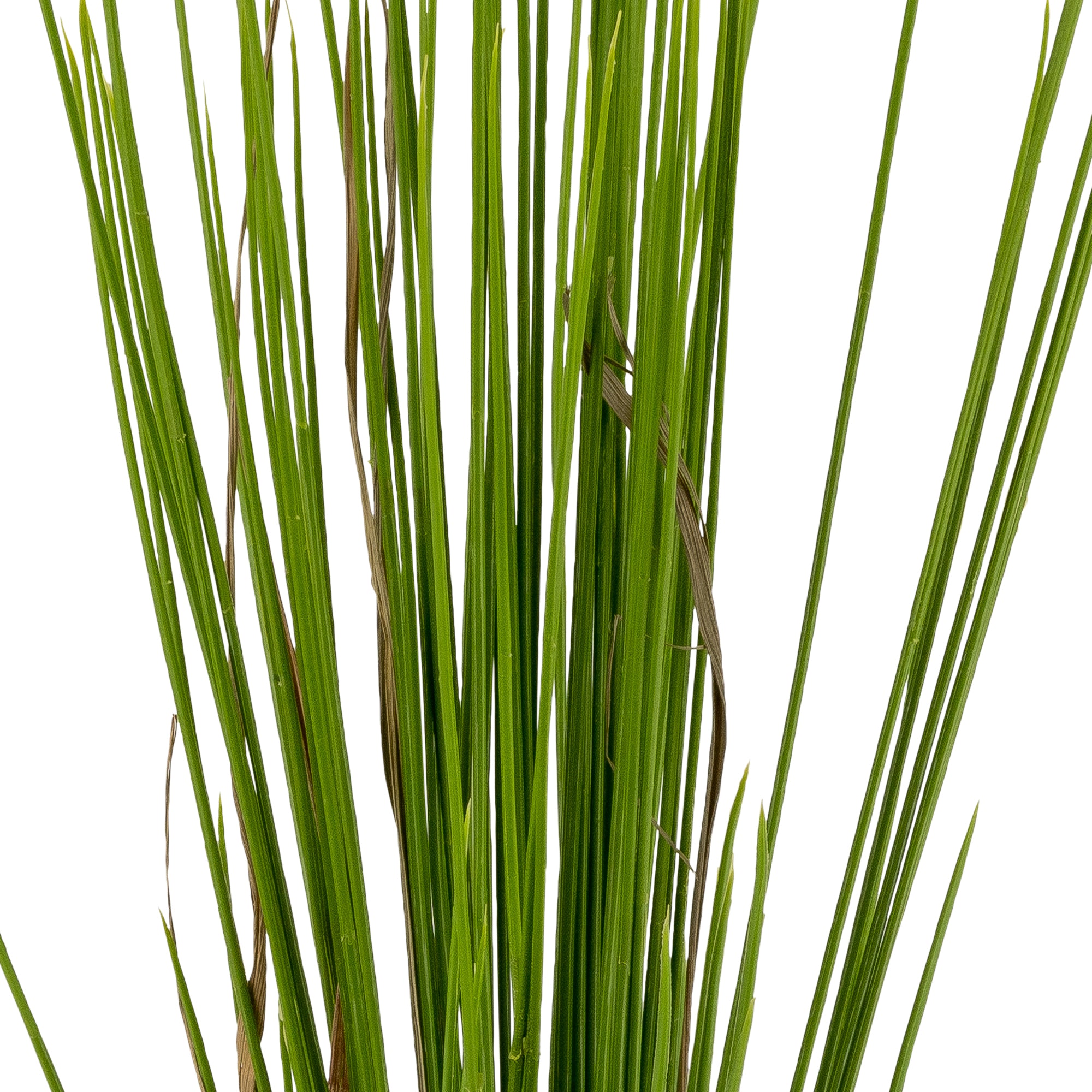 26” Honey Grass- UV Protected     GS1020UV