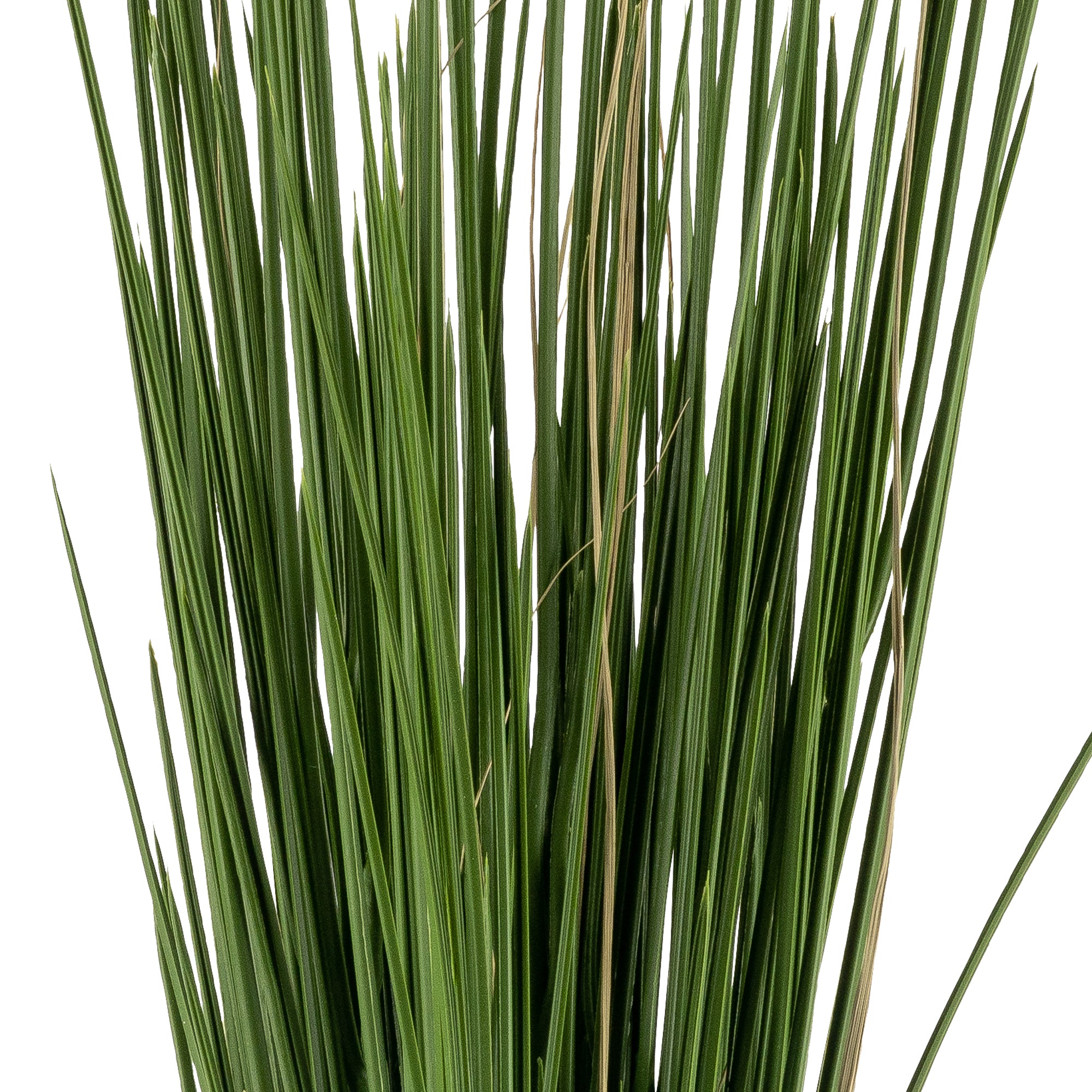 28” Honey Grass- UV Protected   GS1021UV