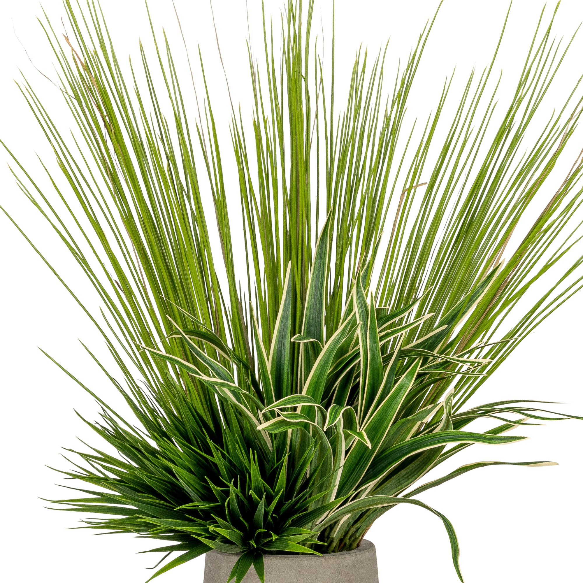 Sweet Grass Bush- UV Protected       GS1023UV