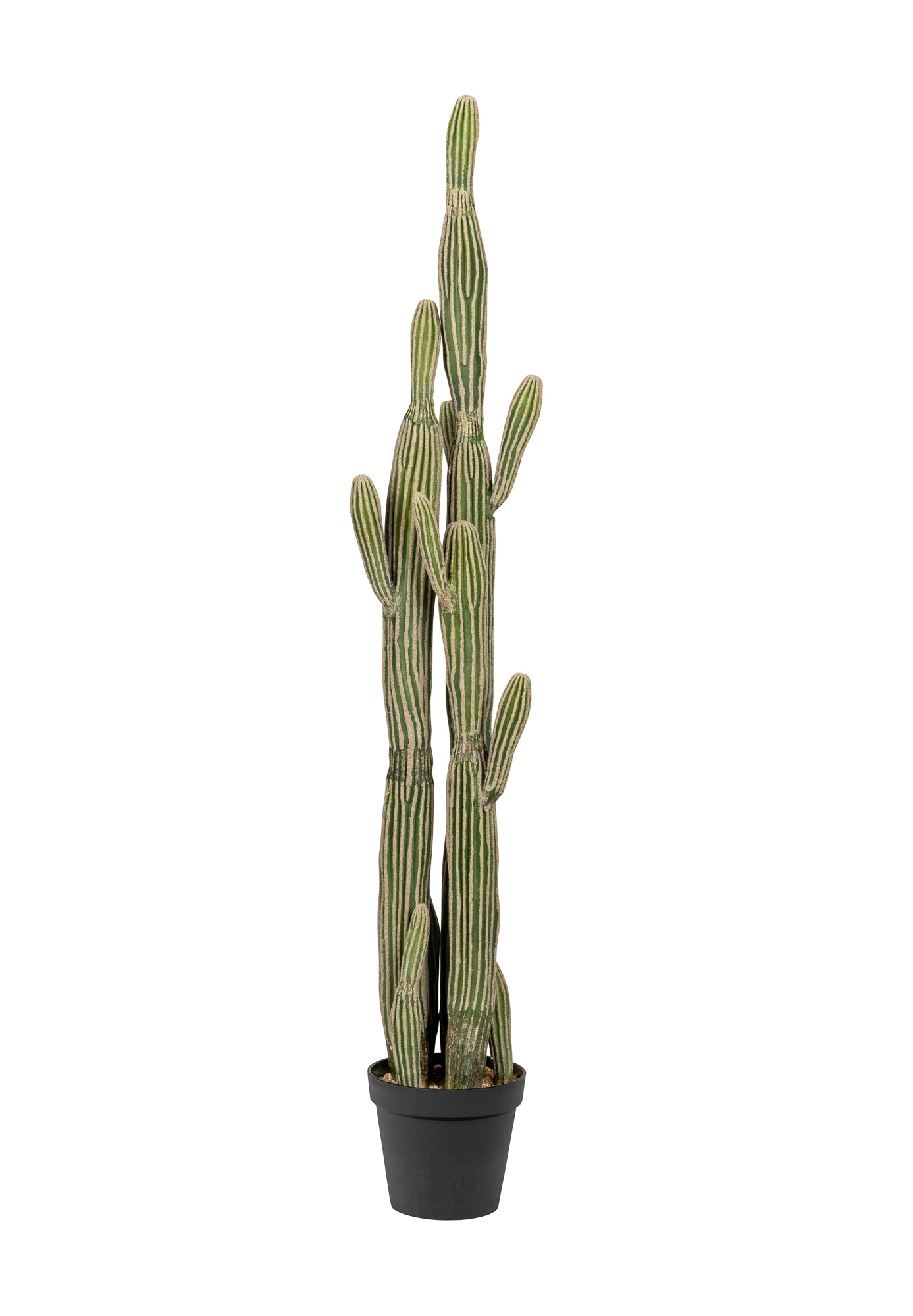 Cereus Cactus Plant-UV Treated