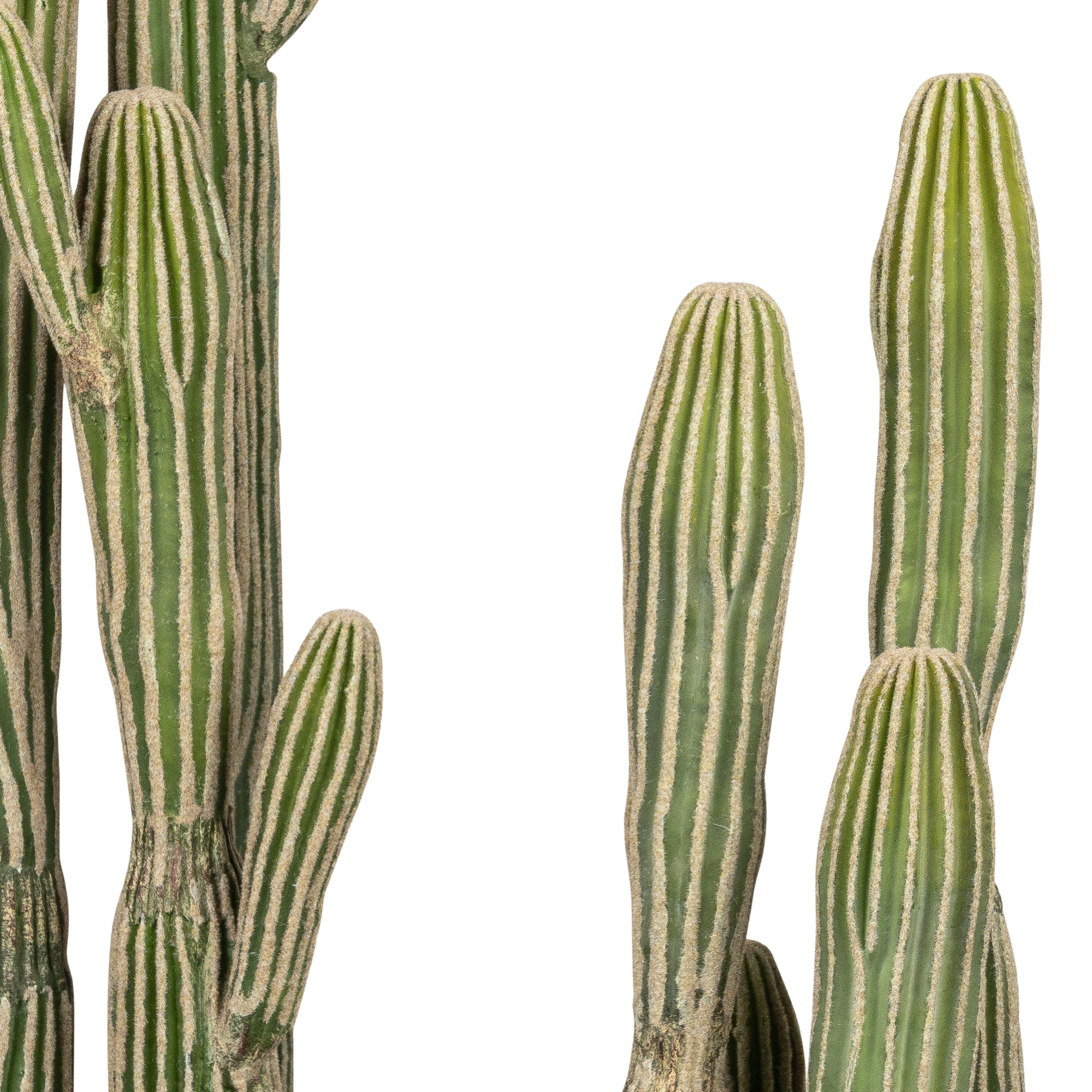 Cereus Cactus Plant-UV Treated