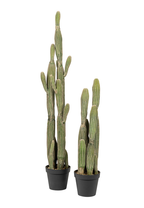 Cereus Cactus Plant-UV Treated