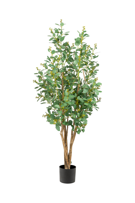 5’ Eucalyptus Tree FP1252