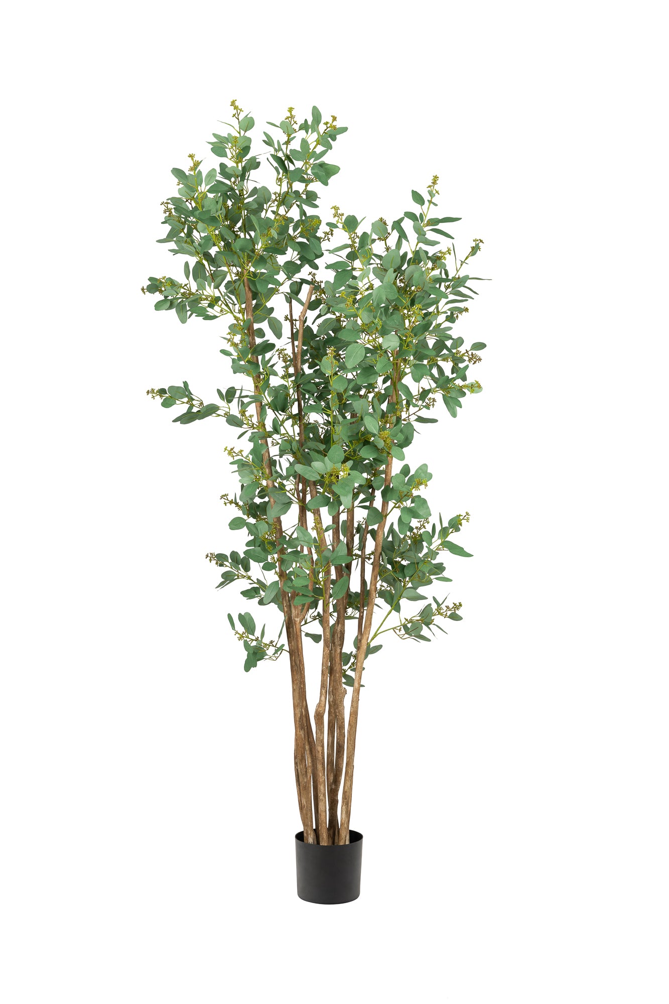 6' Eucalyptus Tree FP1253