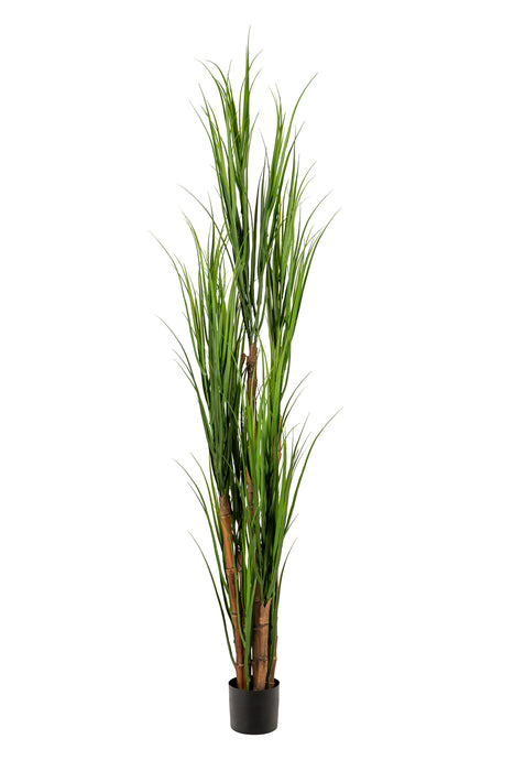 62" Reed Plant in Small Zander Planter